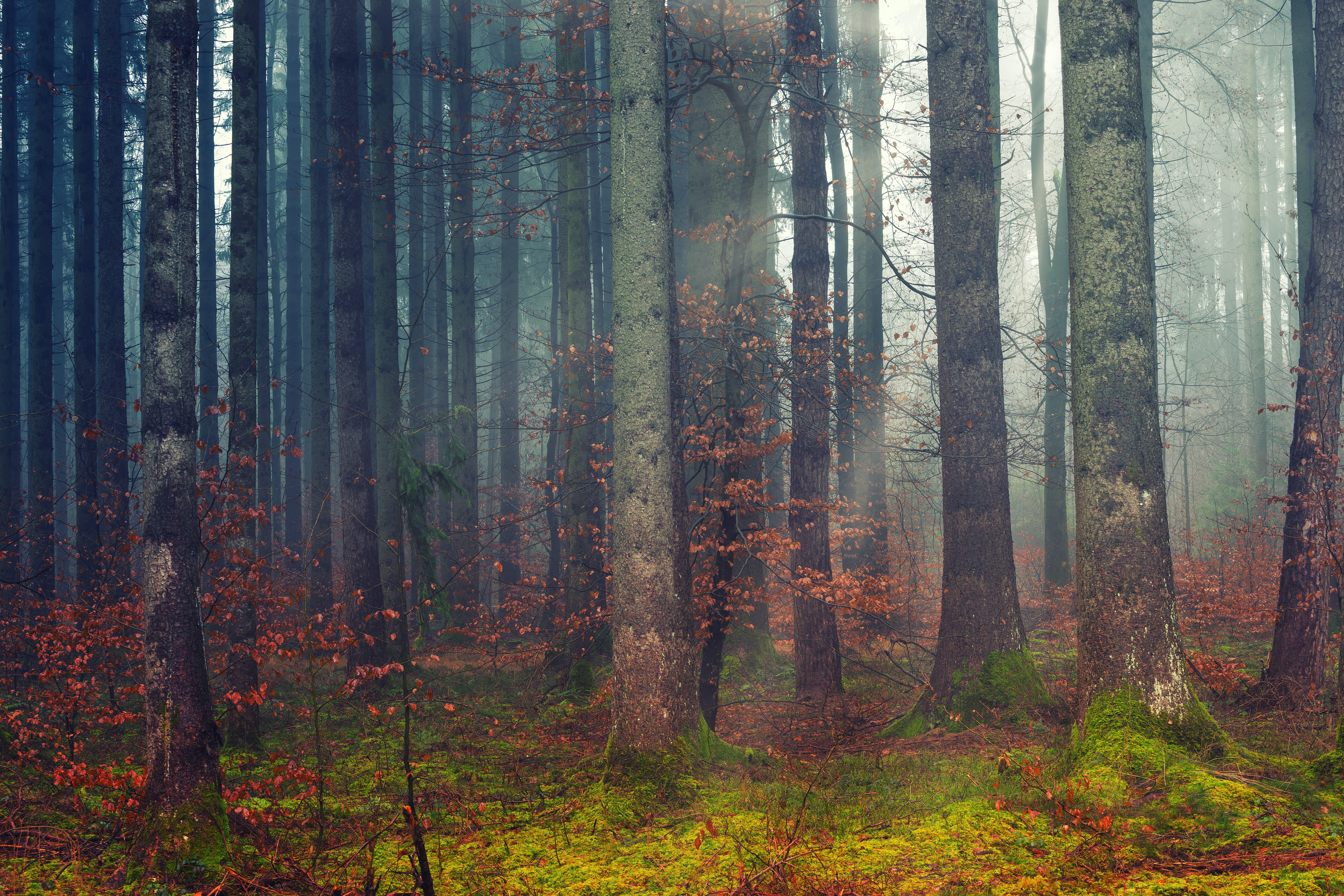 Forest Wallpaper 4K, Woods, Daylight, Fall, Dawn, 5K, Nature