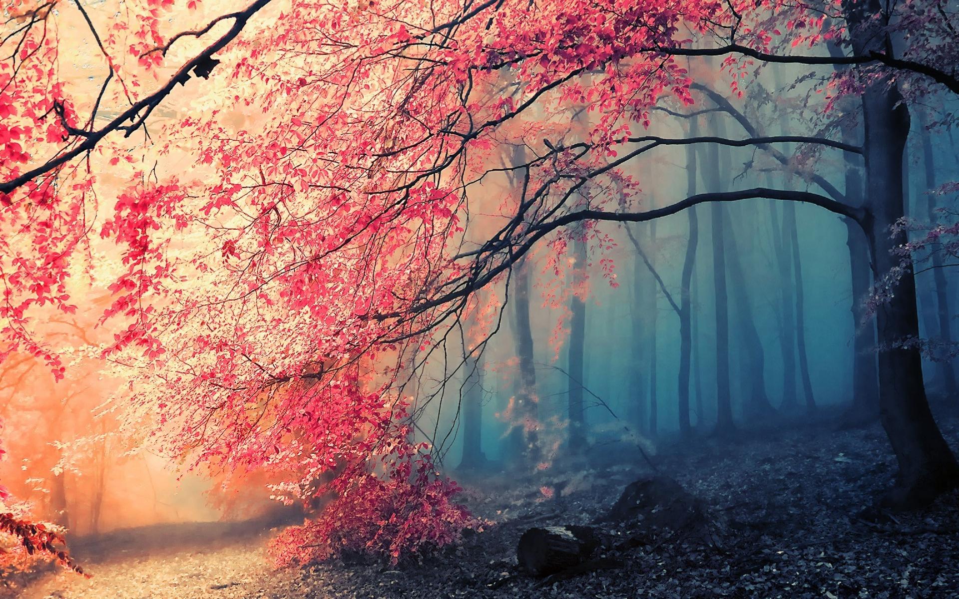 Autumn Jungle Wallpapers - Wallpaper Cave