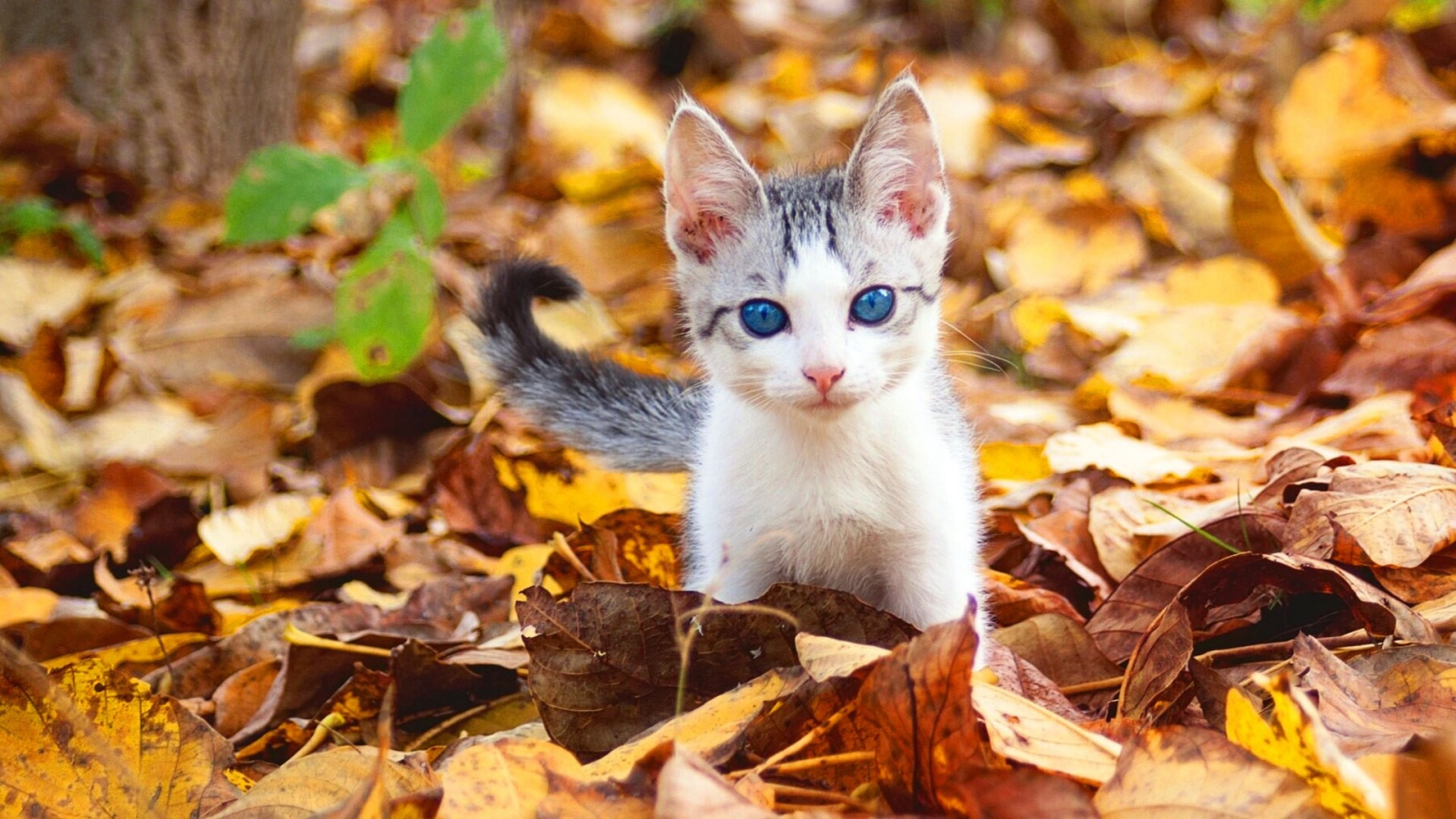 Blue Eyes Fall Kitten Wallpaper