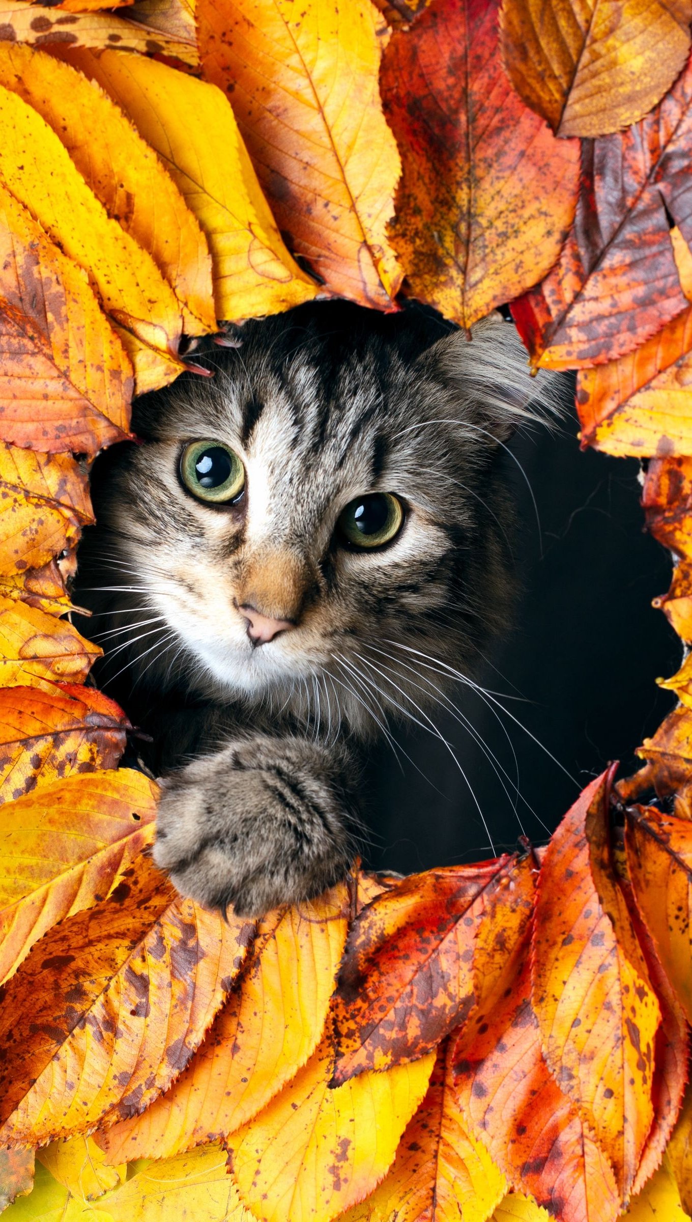 Kitten in autumn leaves Wallpaper 4k Ultra HD
