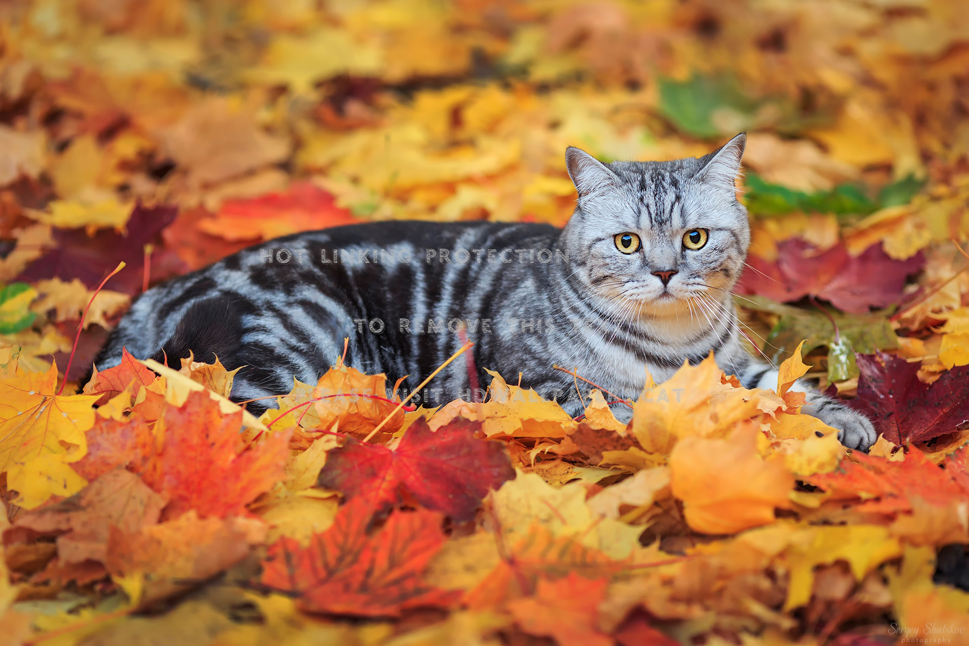 autumn cat fall face kitten leaves splendor
