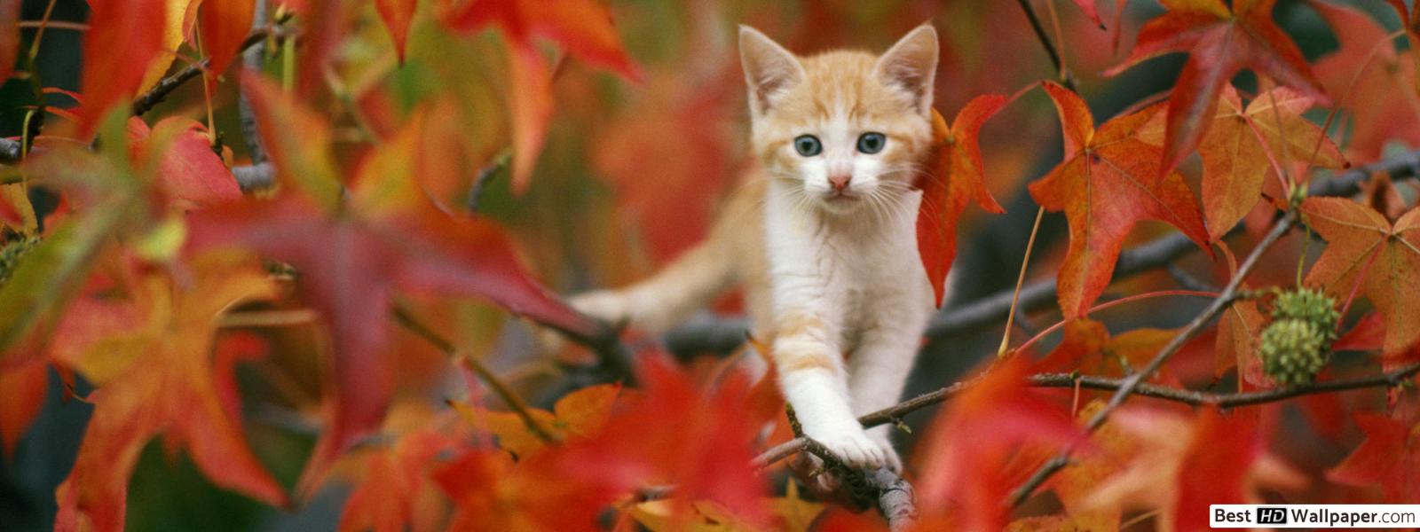 White orange kitten climb a tree HD wallpaper download