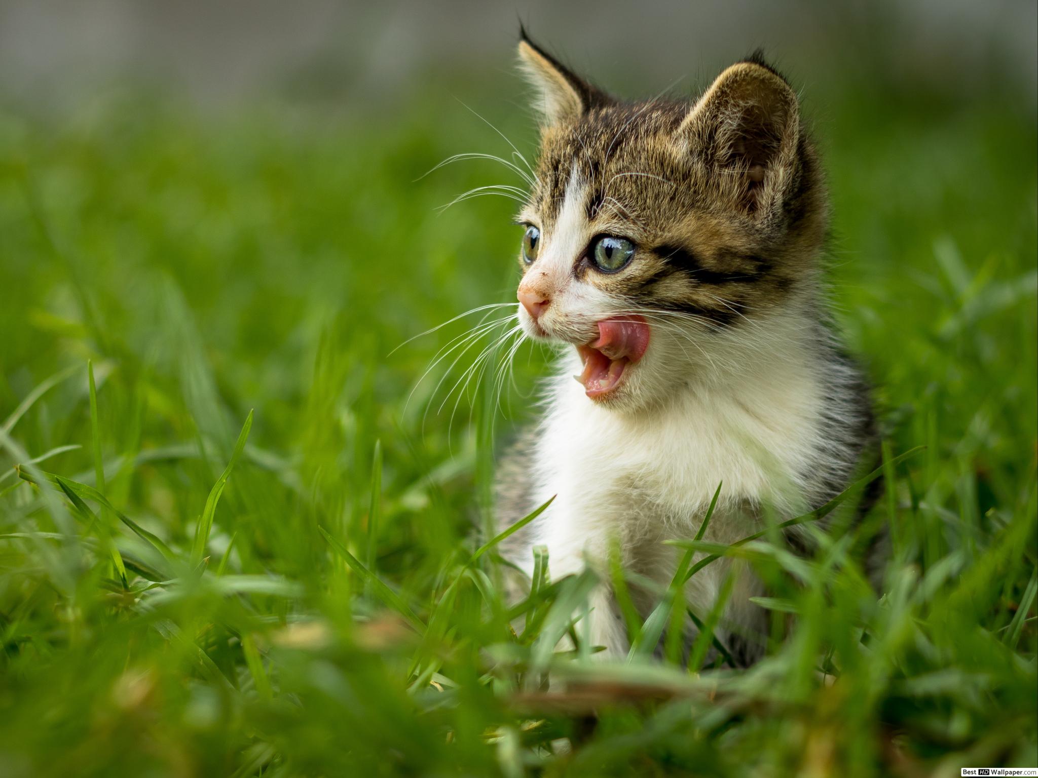 Cute Kitten HD wallpaper download