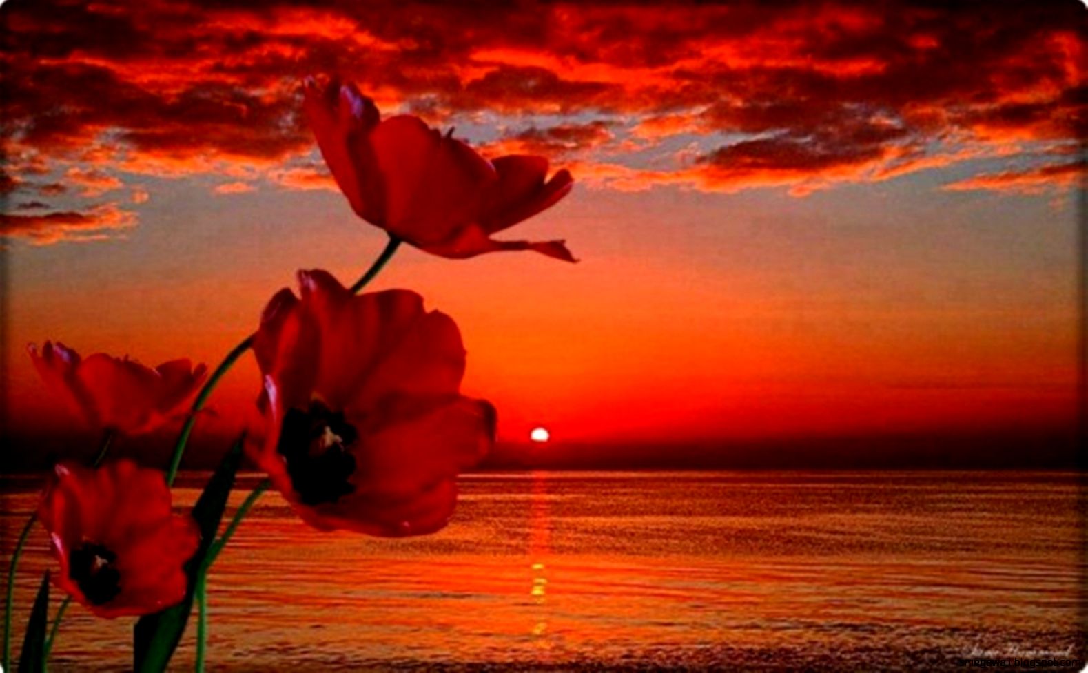 Nature Wallpaper Red Sunset HD Wallpaper