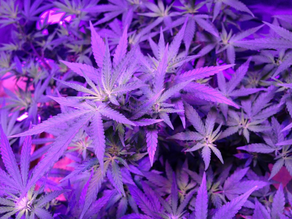 Purple Cannabis Background Banner Purple Marijuana Plants In Colored Neon  Light Stock Photo  Download Image Now  iStock