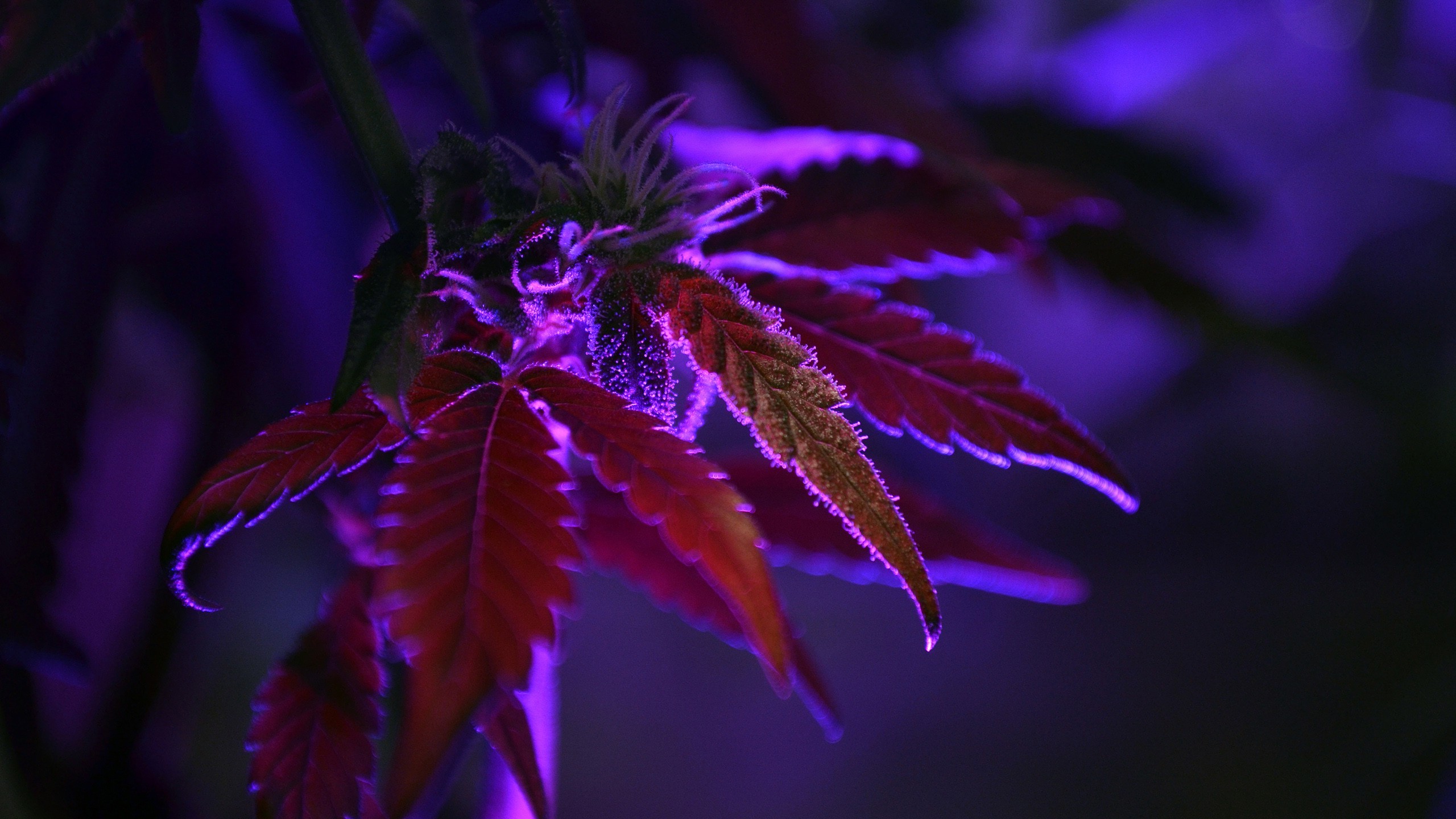 cannabis, Purple, Nature, Dark, Plants, Leaves, Macro, Depth Of Field Wallpaper HD / Desktop and Mobile Background