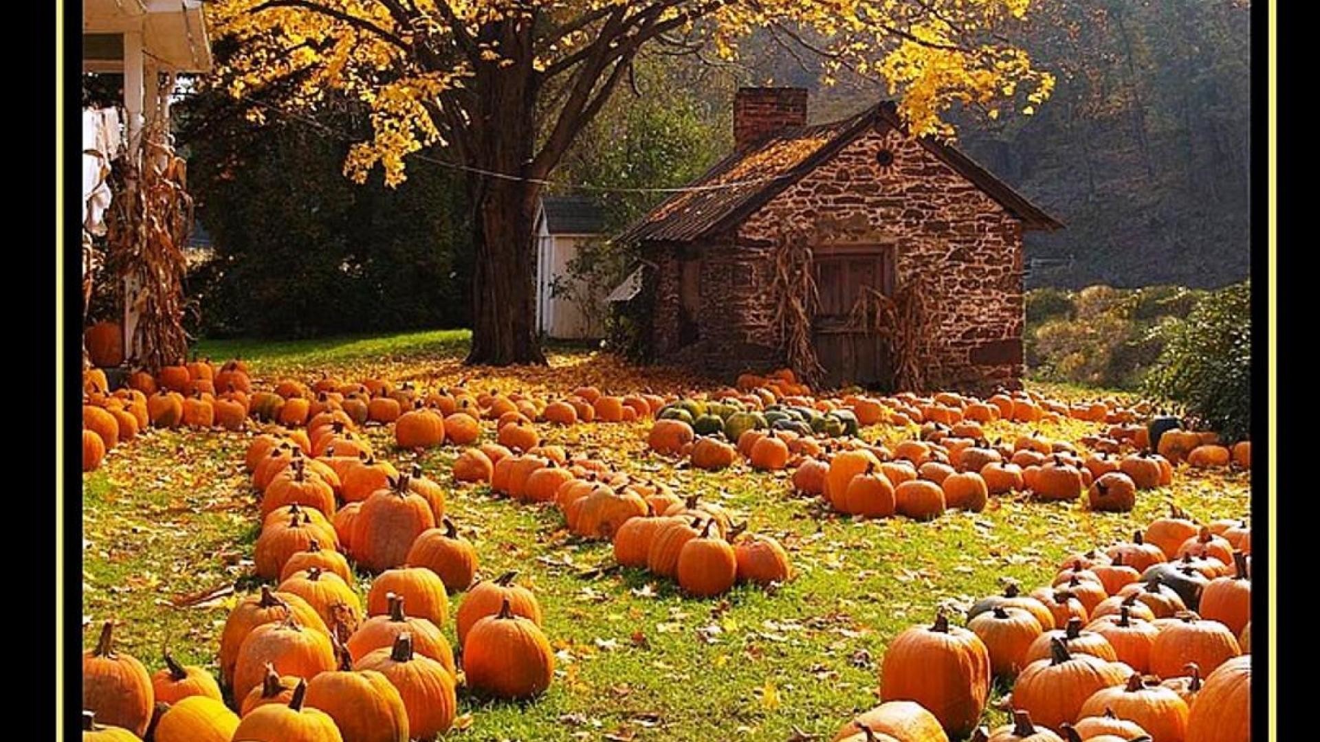 Fall Wallpaper Background With Pumpkins
