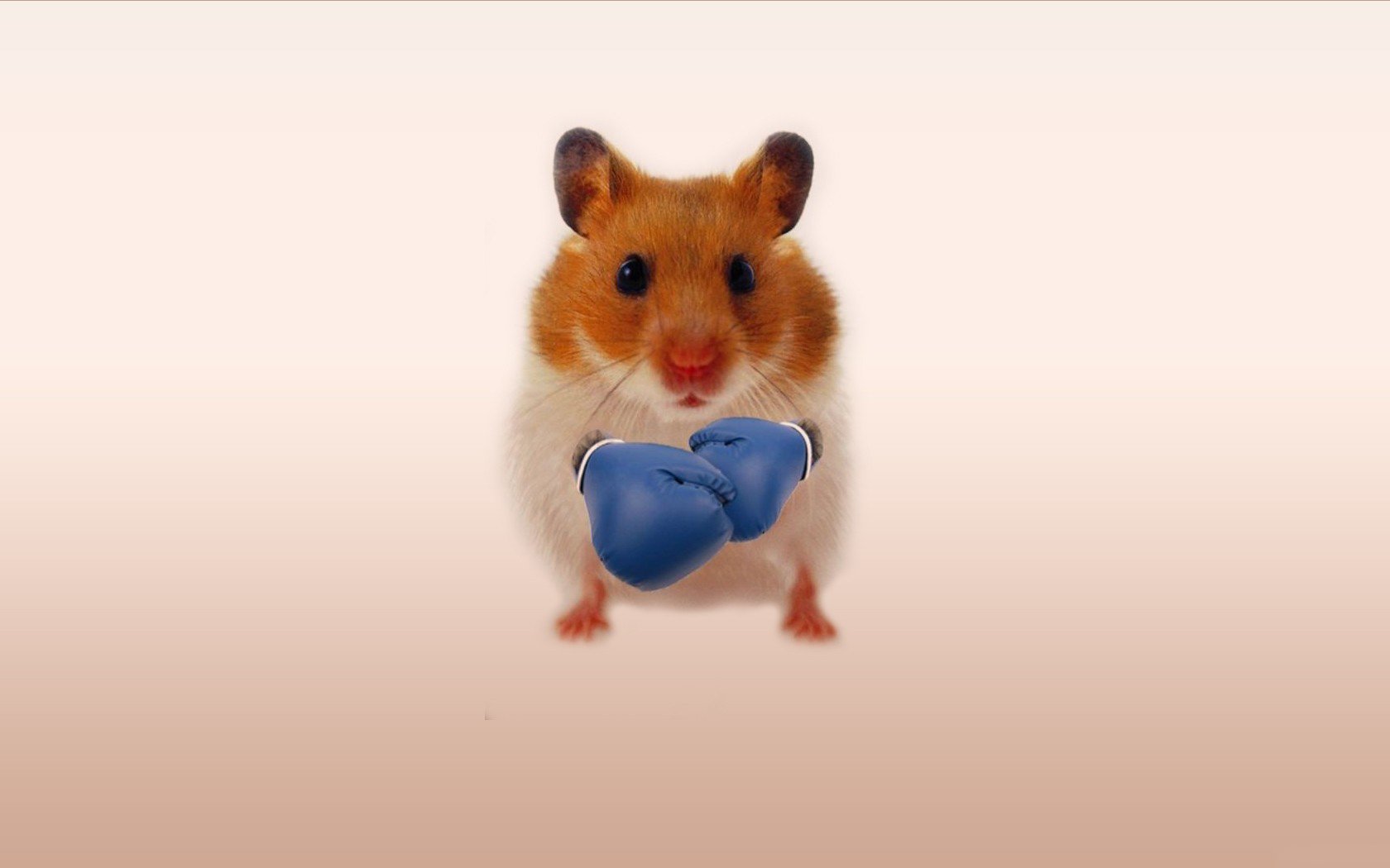 Boxing Hamster Wallpaper and Background Imagex1050
