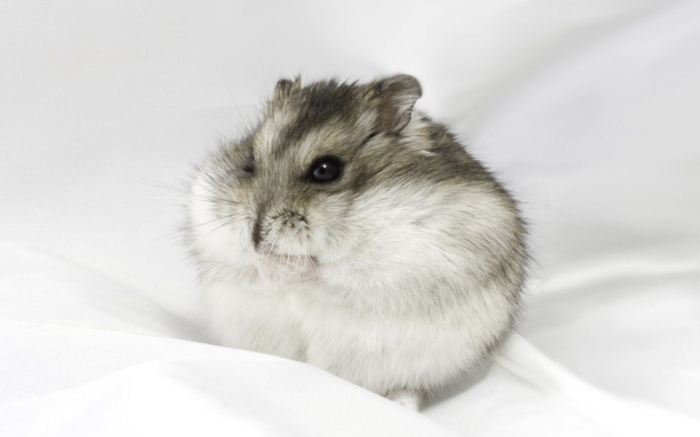 Big Hamster Wallpaper Animals Desktop Dwarf Hamster Grey