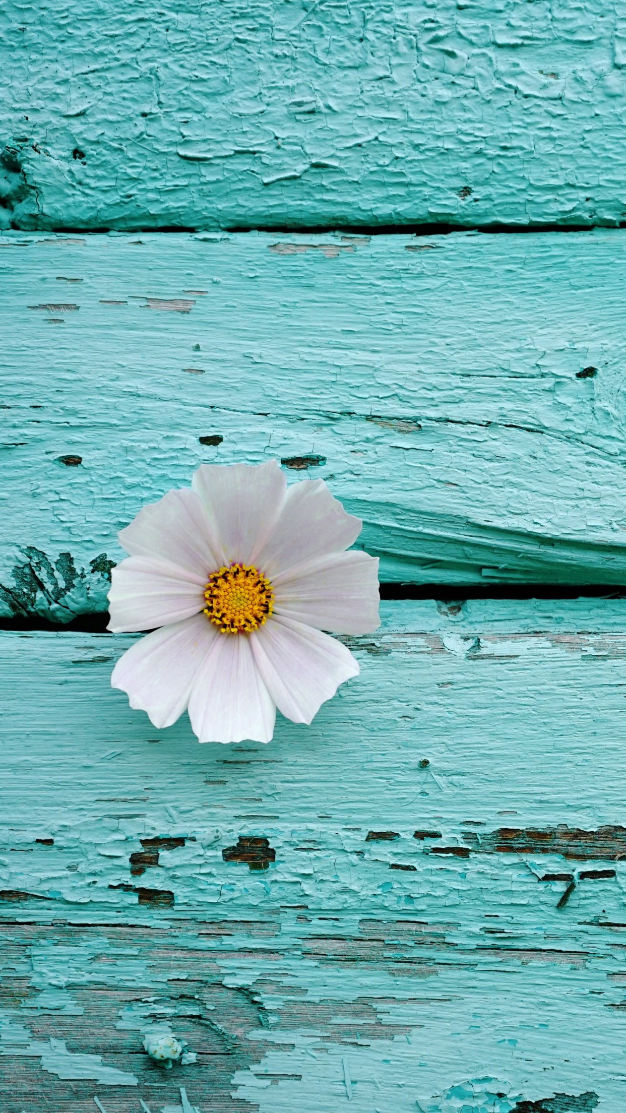 White flower Wallpaper 4K, Wooden background, Teal, Turquoise, 5K, Flowers