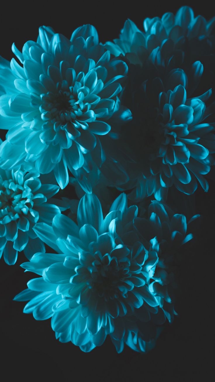 Wallpaper turquoise, graphic design, flower, fractal art, aqua. Floral wallpaper phone, Teal wallpaper iphone, Aqua wallpaper