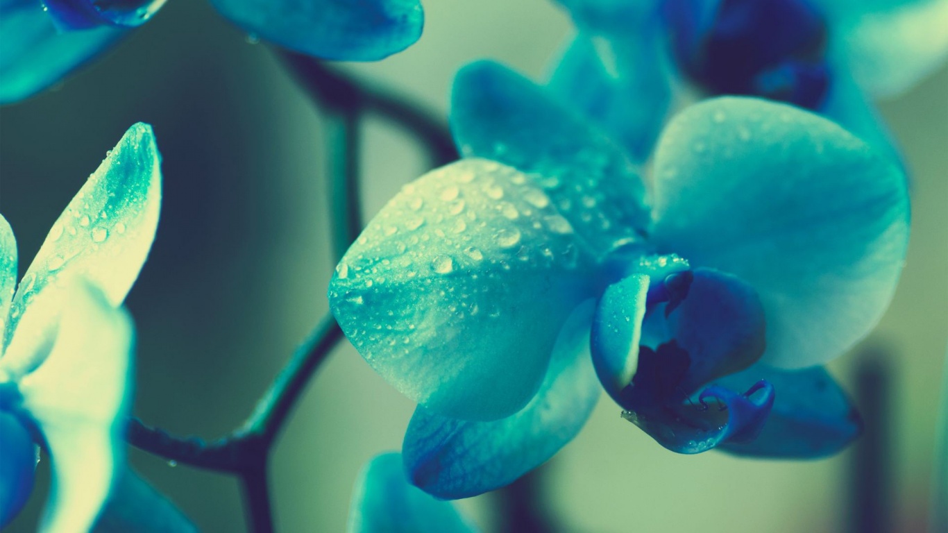 Free download 1366x768 Blue Flowers desktop PC and Mac wallpaper [1366x768] for your Desktop, Mobile & Tablet. Explore Teal Flower Wallpaper. Teal Blue Wallpaper, Teal and Gray Wallpaper, Teal iPhone Wallpaper