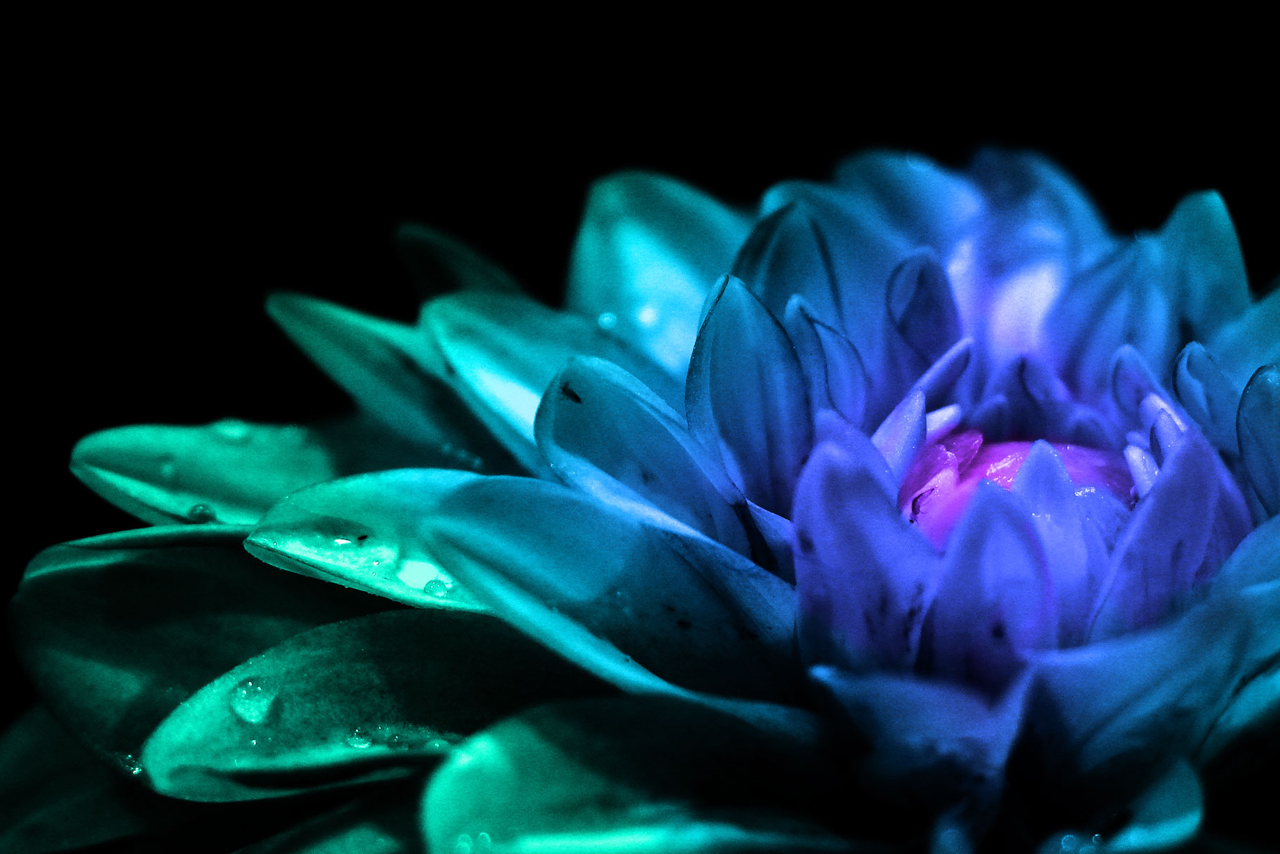 Free Turquoise Flower Wallpaper, Turquoise Flower Wallpaper Download