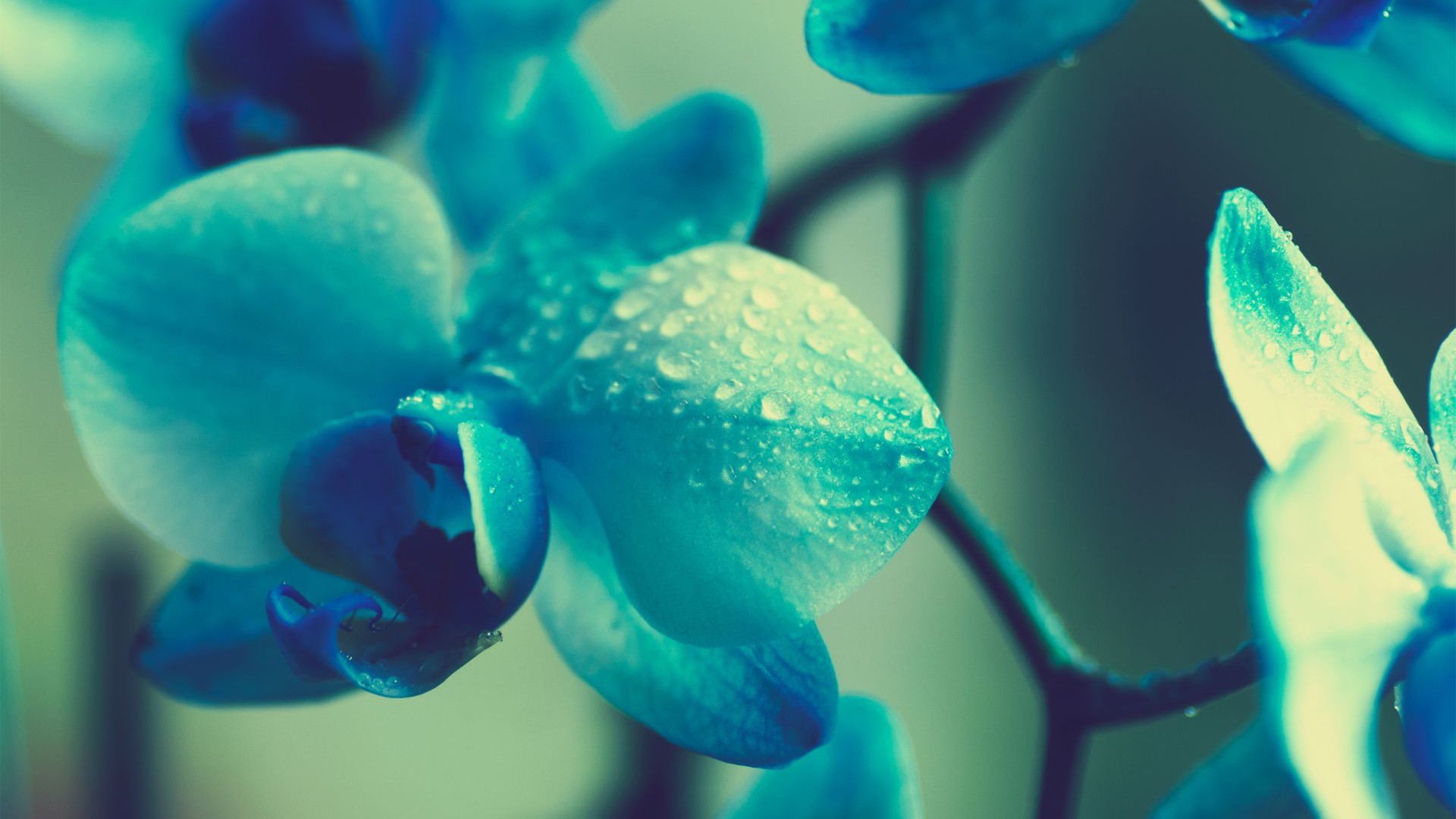 flowers, Blue, Plants, Macro, Orchids, Blue Flowers Wallpaper HD / Desktop and Mobile Background