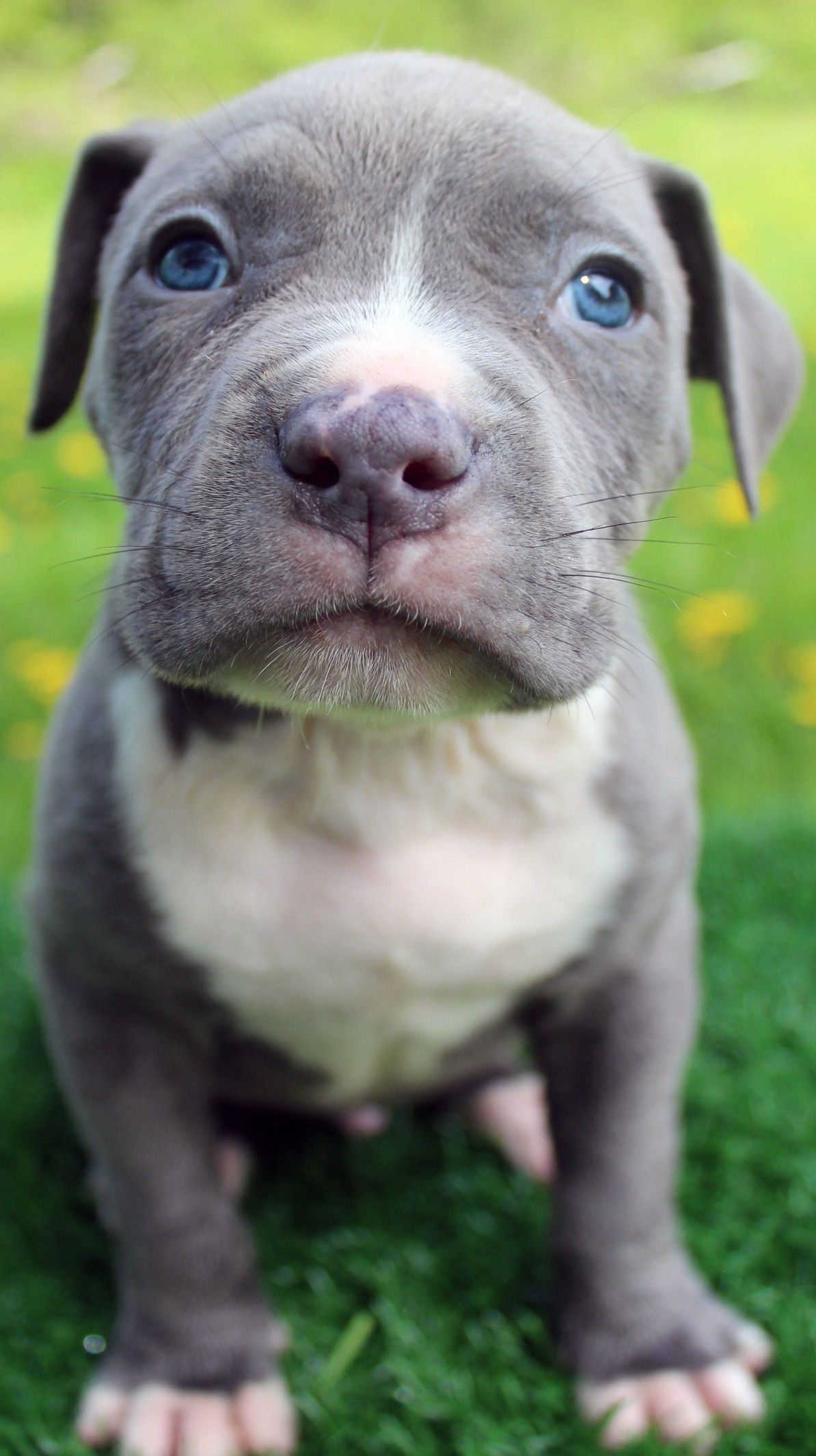blue nose pitbull wallpaper