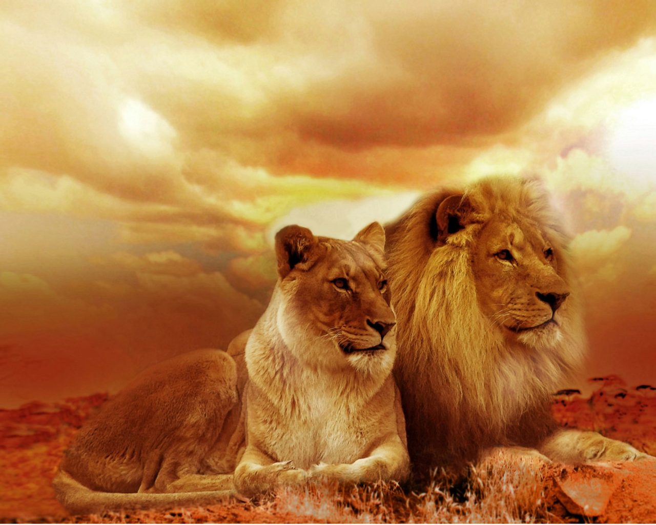 African Lions Couple HD Wallpaper For Mobile Phones And Laptops, Wallpaper13.com