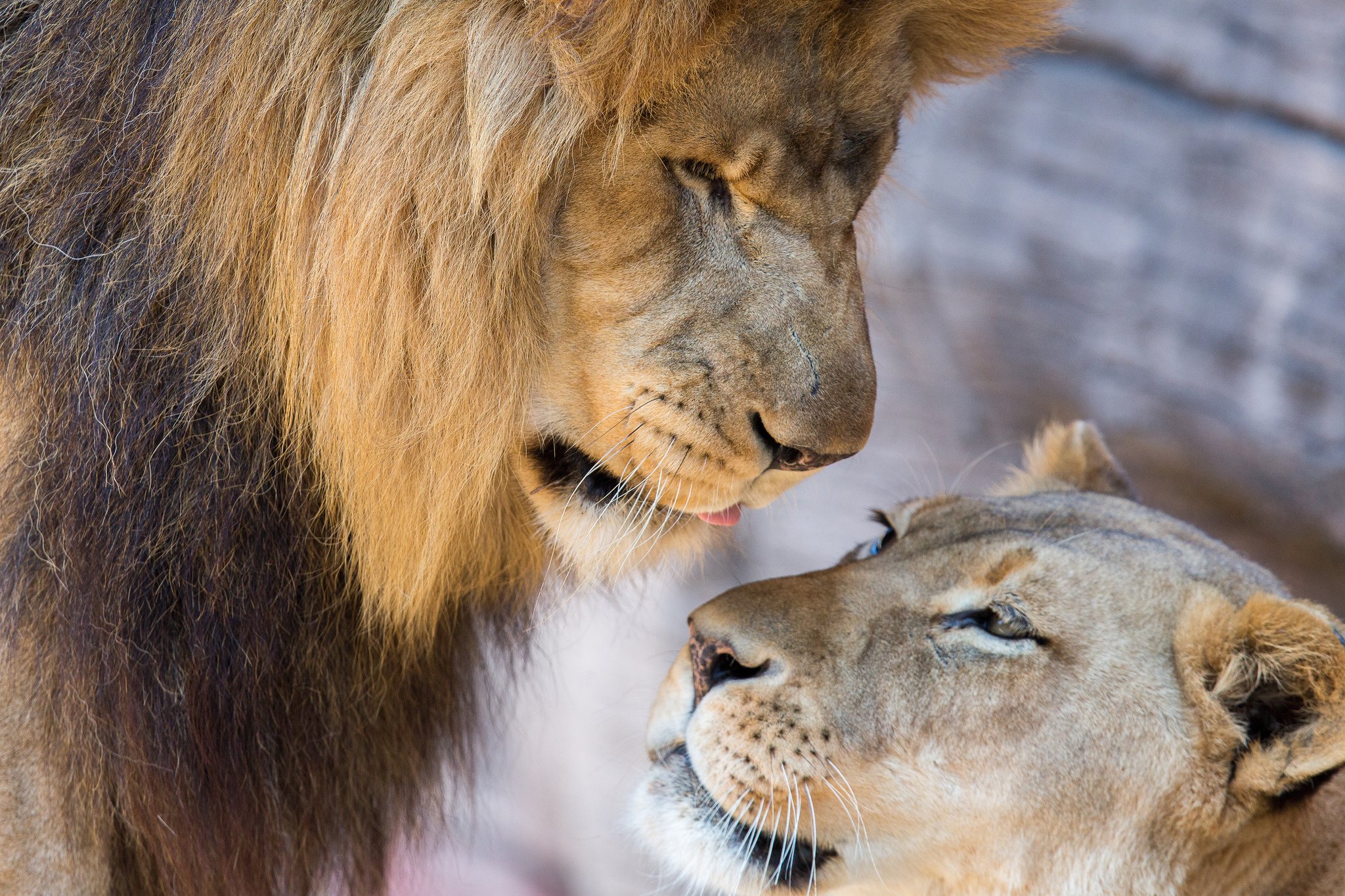 Lions lion lioness couple love mood wallpaperx1365