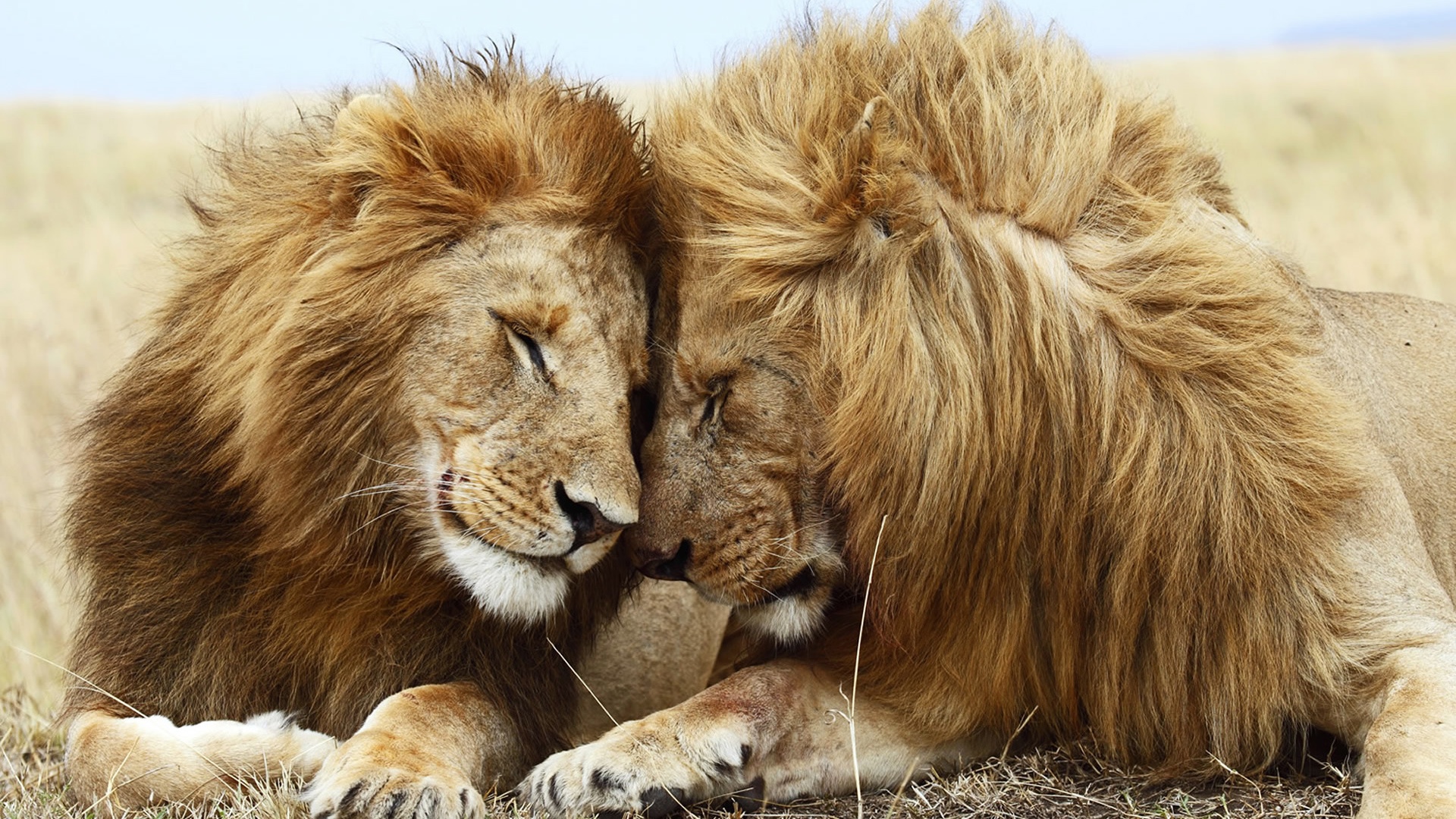 Lions Pair Wallpaper in jpg format for free download