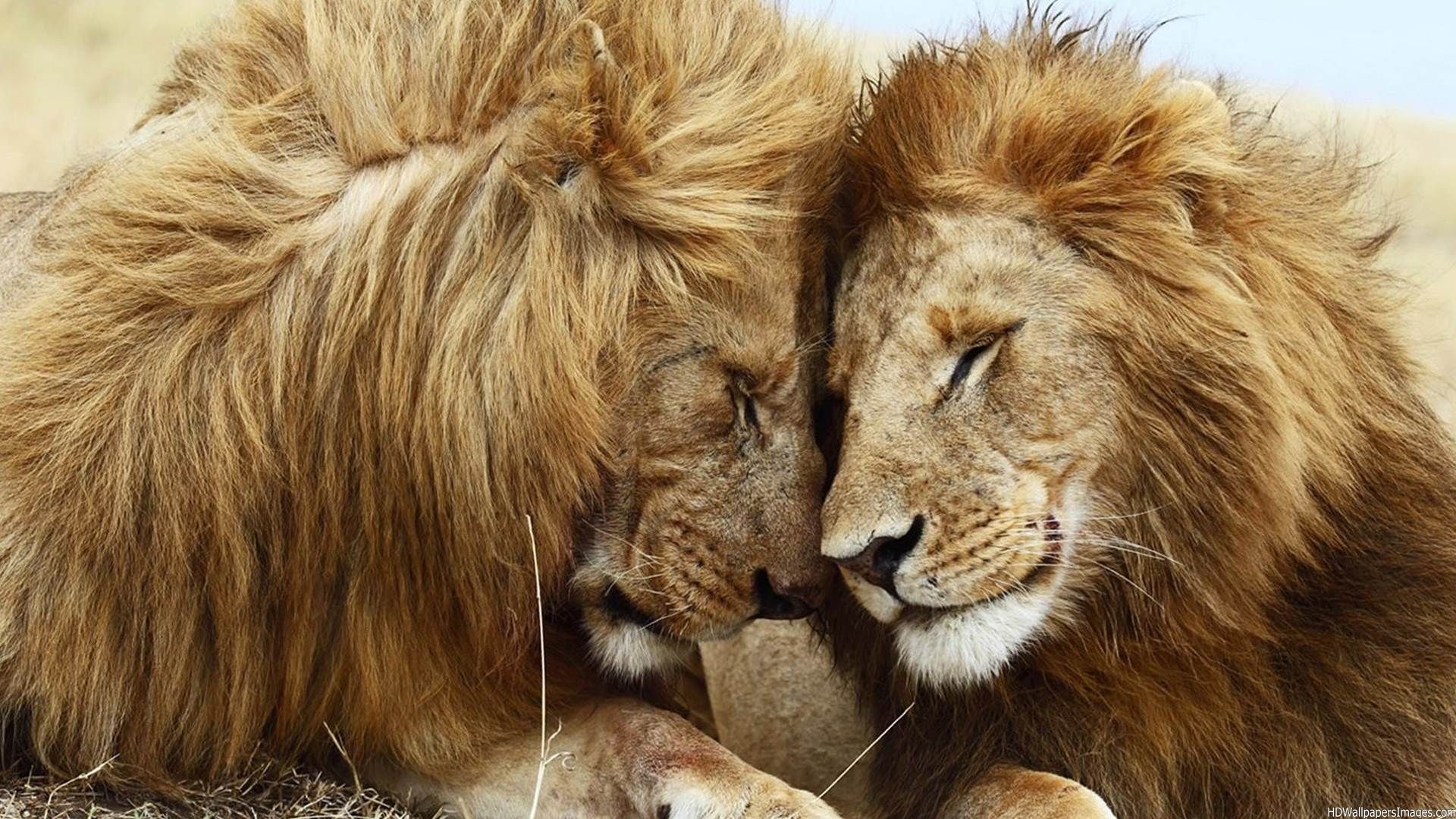 Lion Couple Quotes. QuotesGram