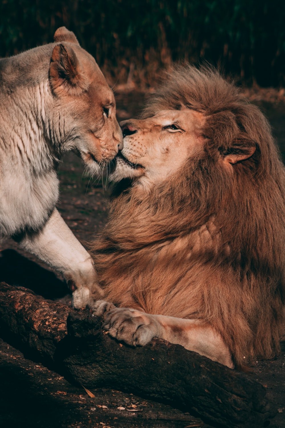 Lion Couple Wallpapers Wallpaper Cave