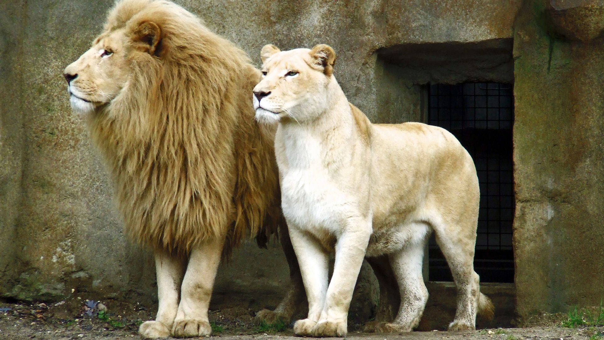 Male And Female Lion And Lioness Art
