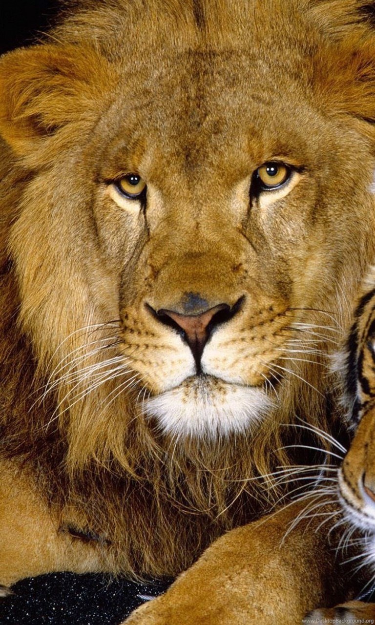 Download Wallpaper 1080x1920 Tiger, Lion, Couple, Down, Big Cat. Desktop Background
