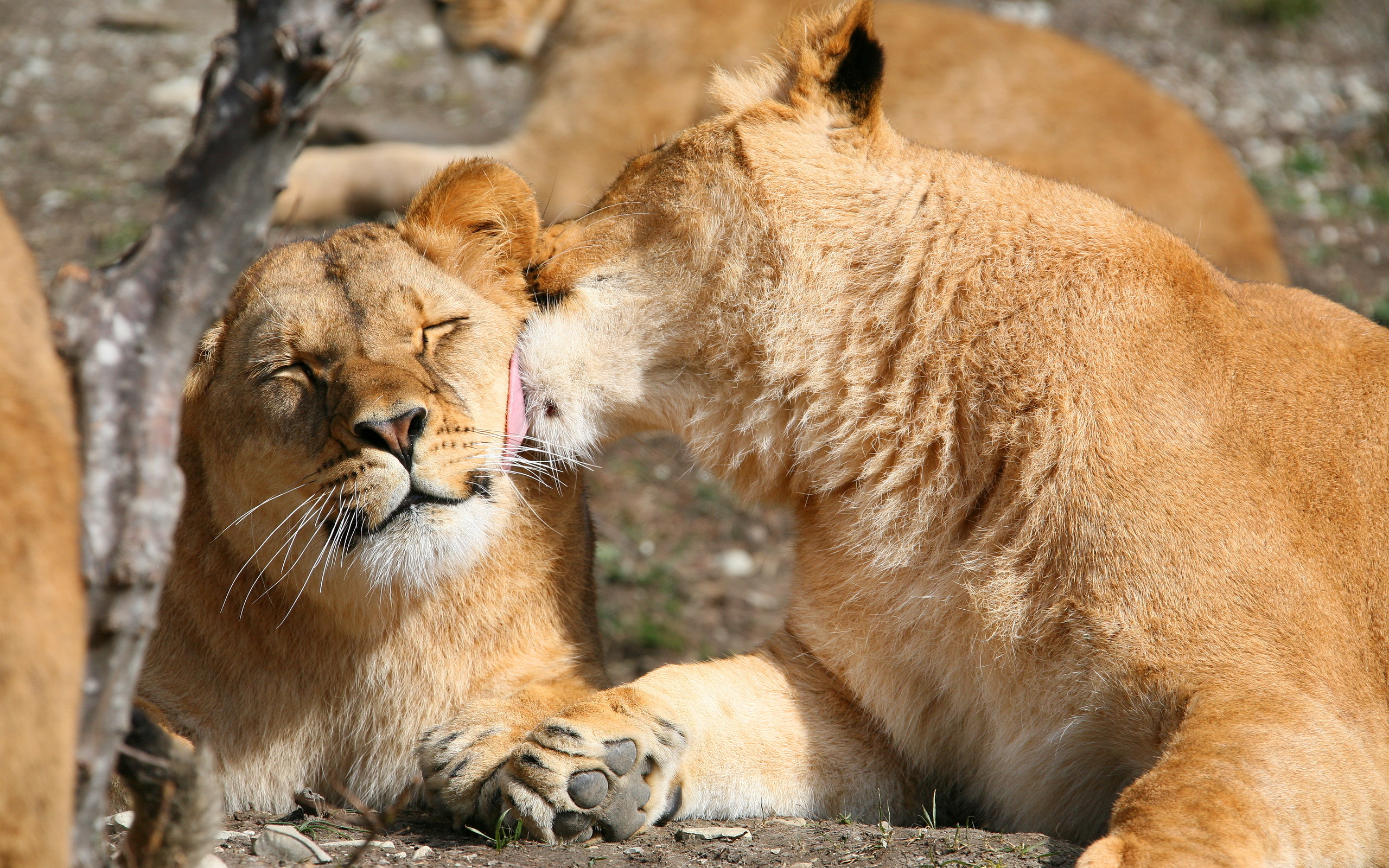 Lion lions couple affection wallpaperx1600