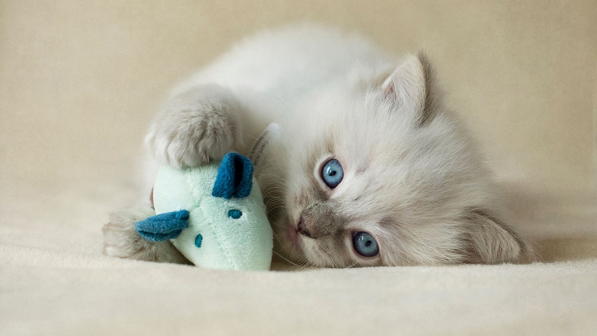 Cat HD wallpaper, Background