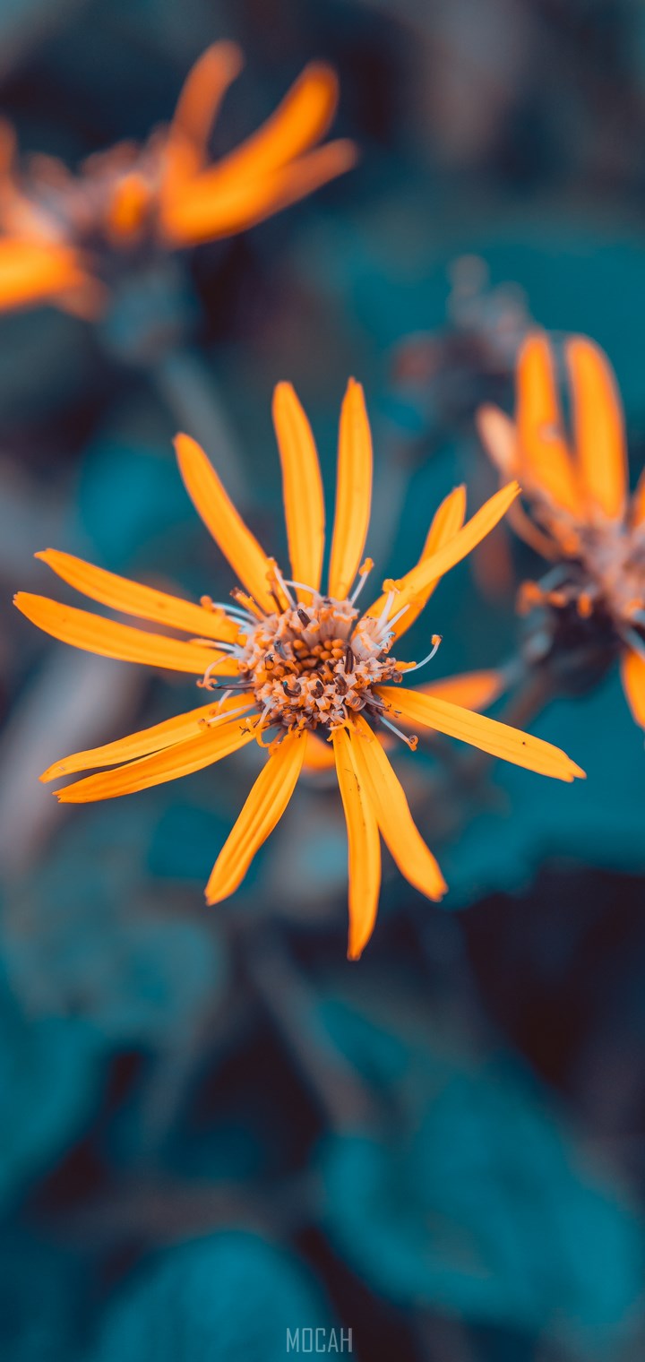 Plants, Flower, Blue, Plant, Orange, vivo Y83 wallpaper free download, 720x1520. Mocah HD Wallpaper
