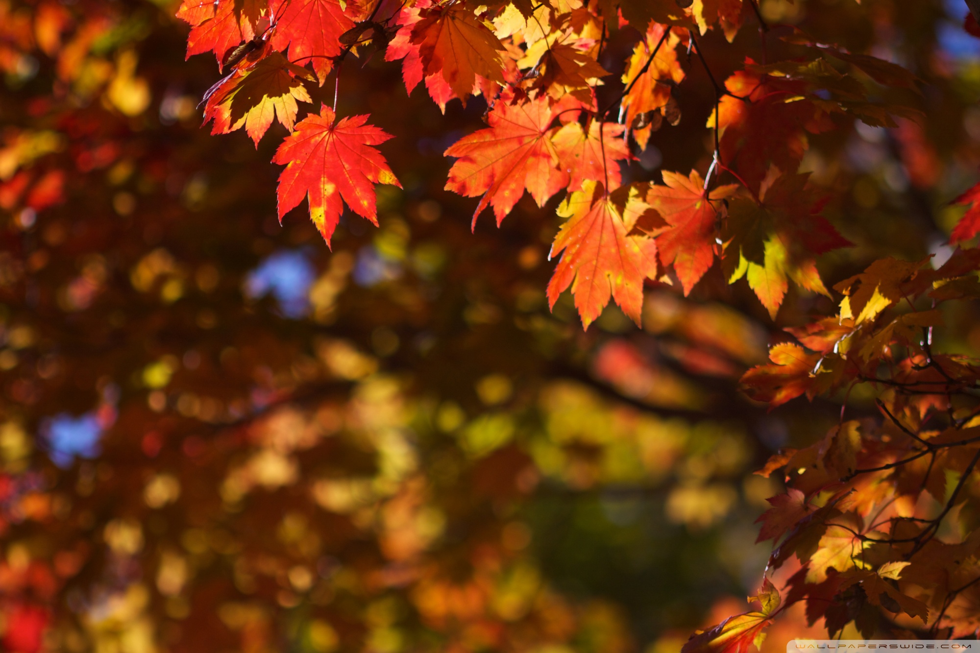 October Wallpaper Fall