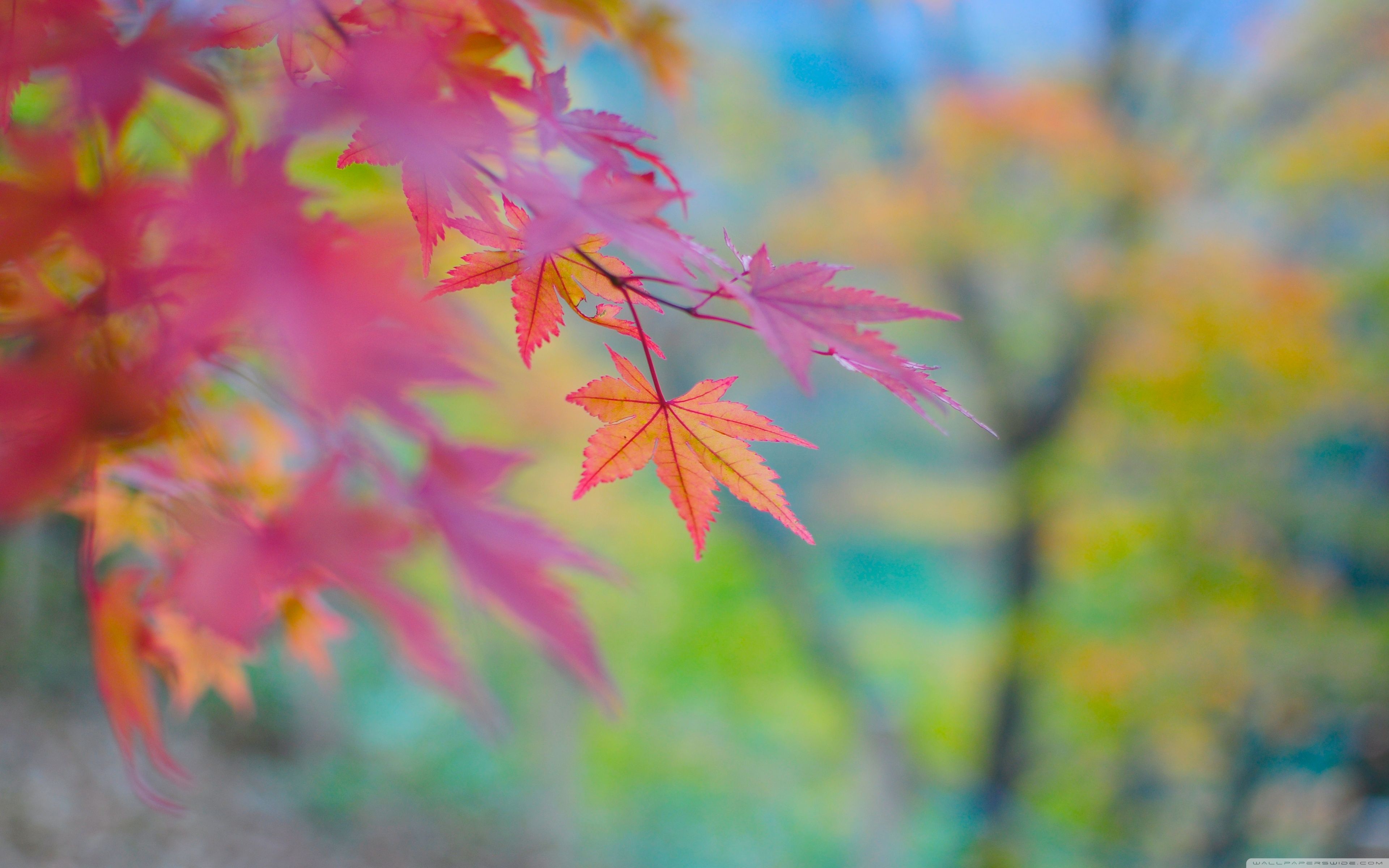 Autumn Colors Wallpaper