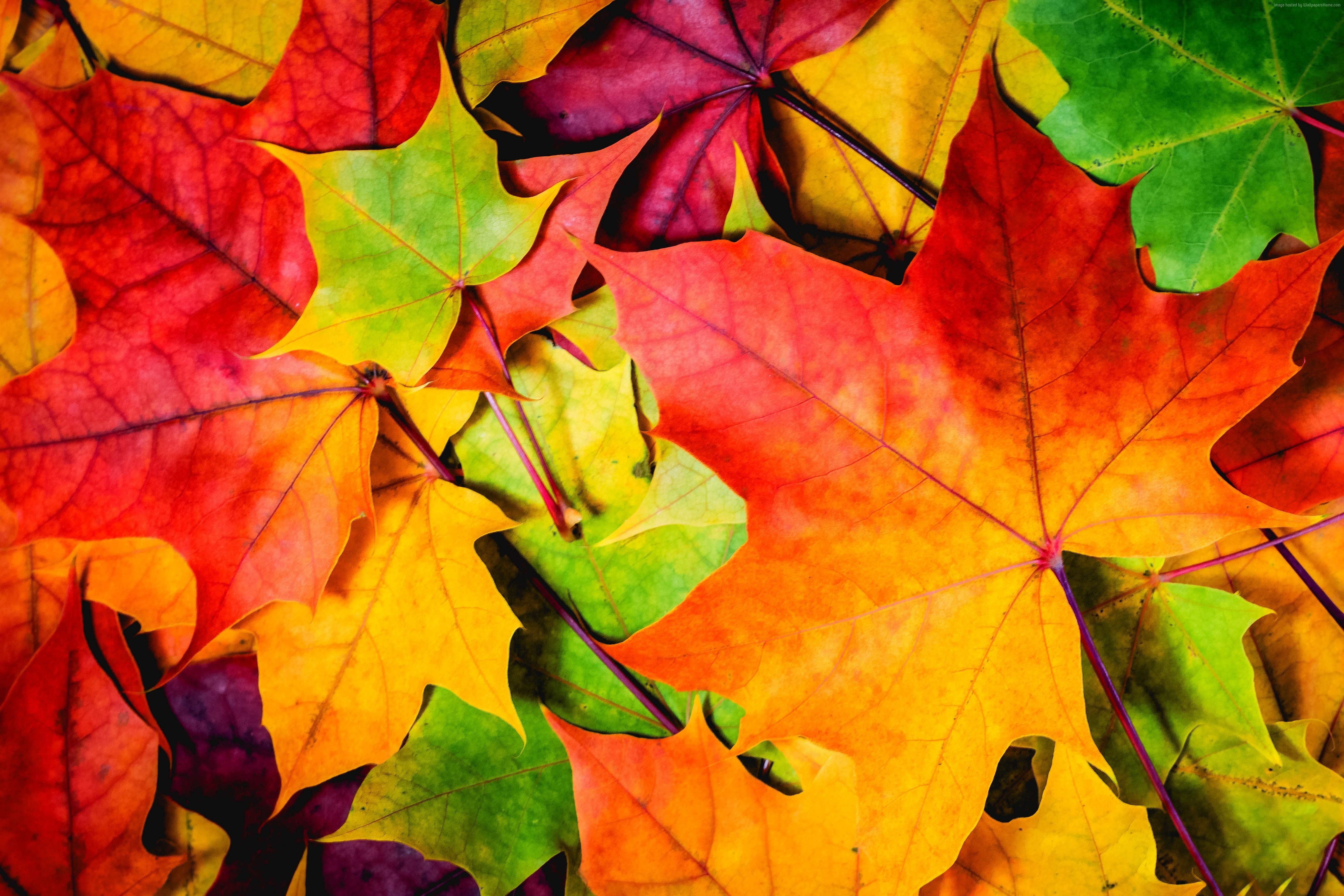 #Leaves, k, k, #autumn, k wallpaper, #colorful. Mocah HD Wallpaper