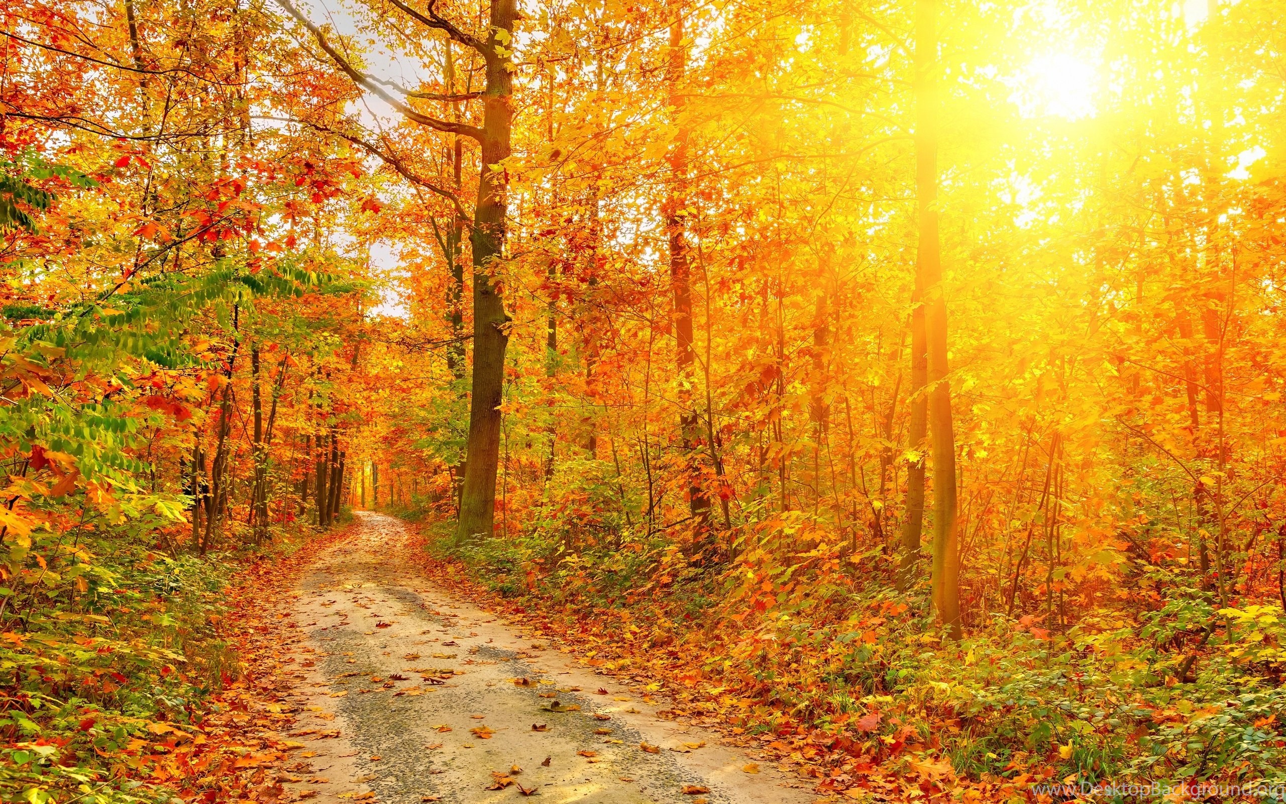 Path Fall Autumn Foliage Sunlight Rustic Wallpaper Desktop Background