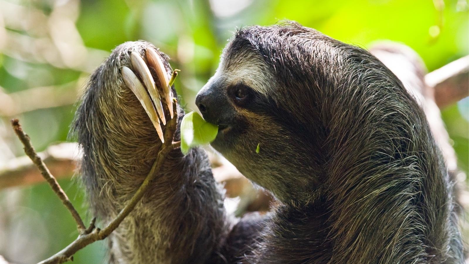 Three Toed Sloth Wallpaper And Background Imagex900