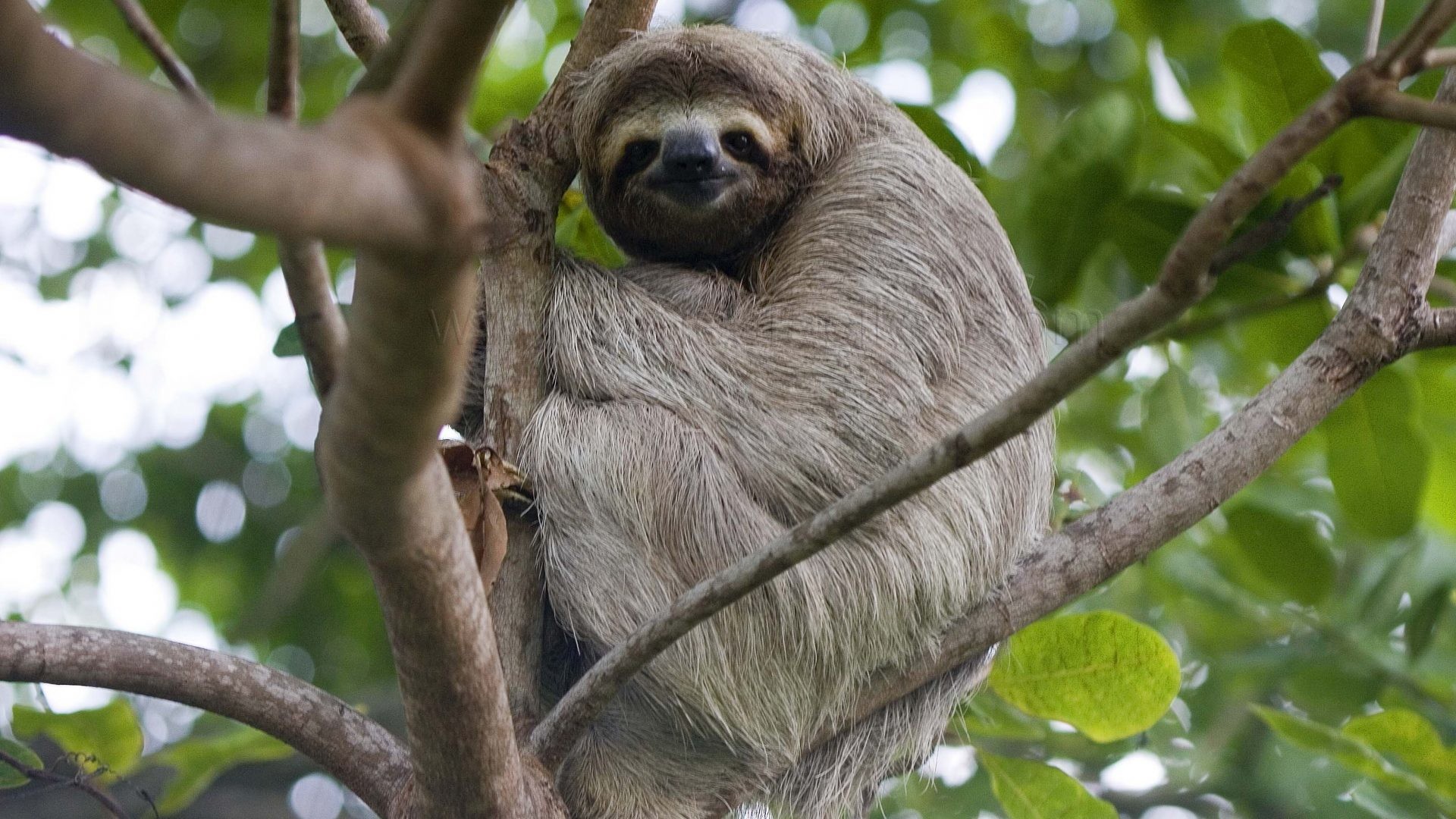 sloth wallpaper, vertebrate, three toed sloth, sloth, two toed sloth, terrestrial animal