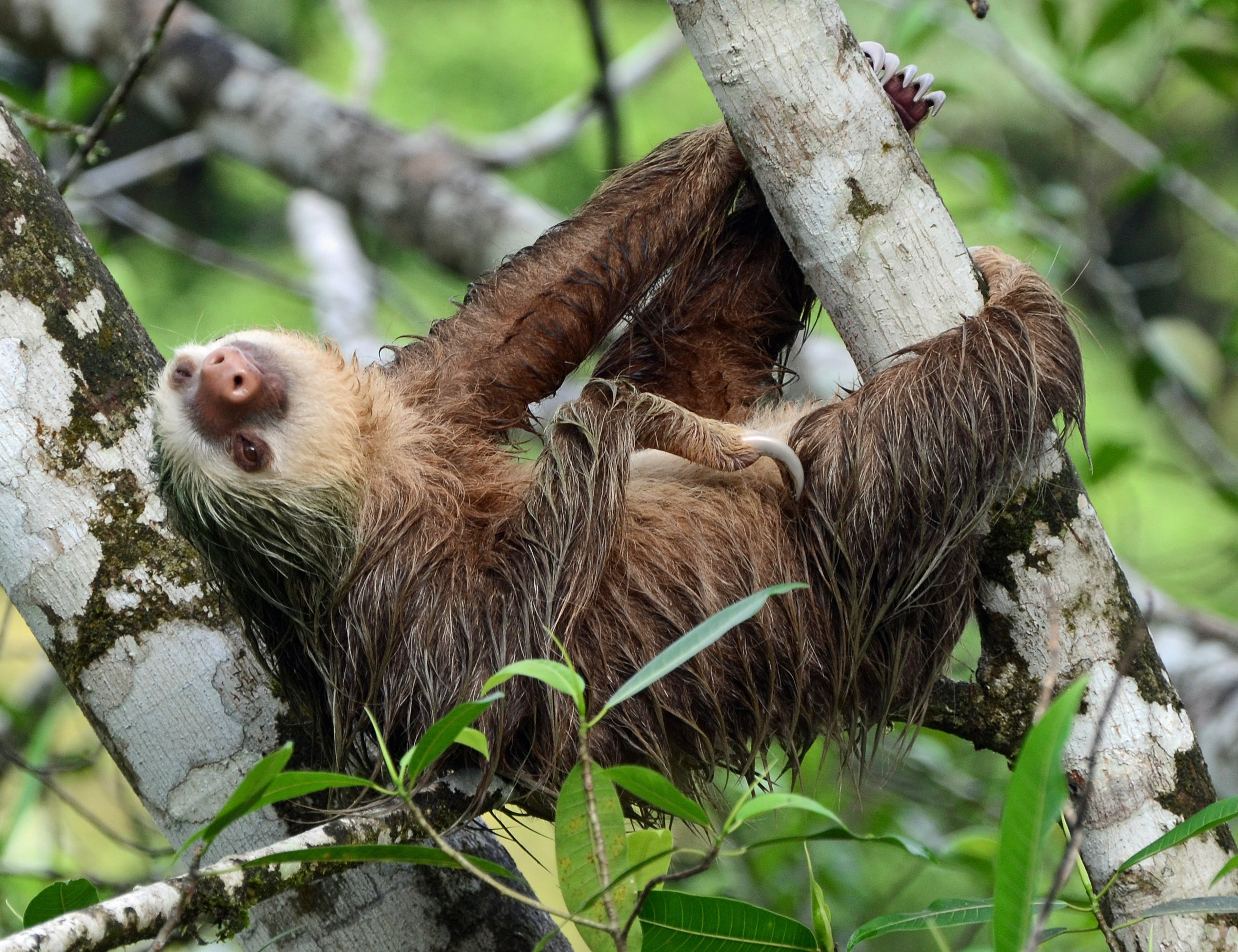 Putting the sloth in sloths: Arboreal lifestyle drives slow pace- All Image. NSF Science Foundation