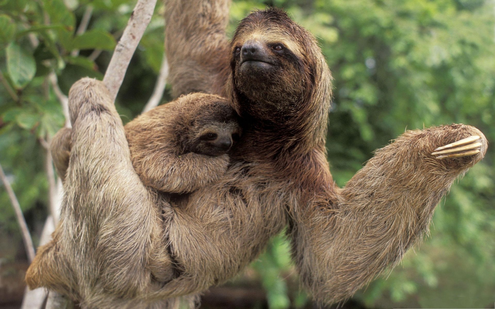 sloth arms stuffed animal, Picture of sloths, Three toed sloth