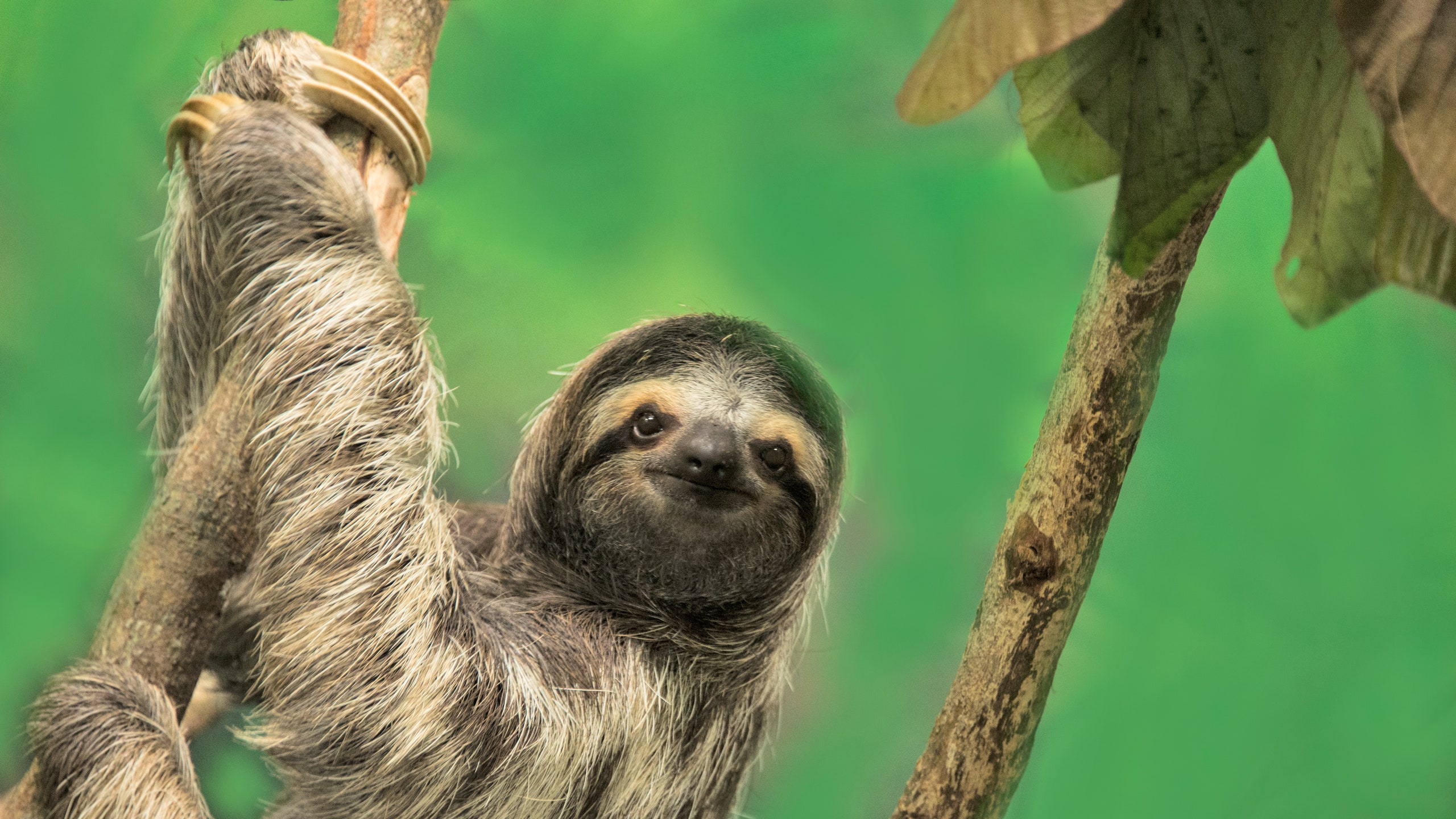 Oregon Conservation Center Offers Sloth Slumber Party. Condé Nast Traveler