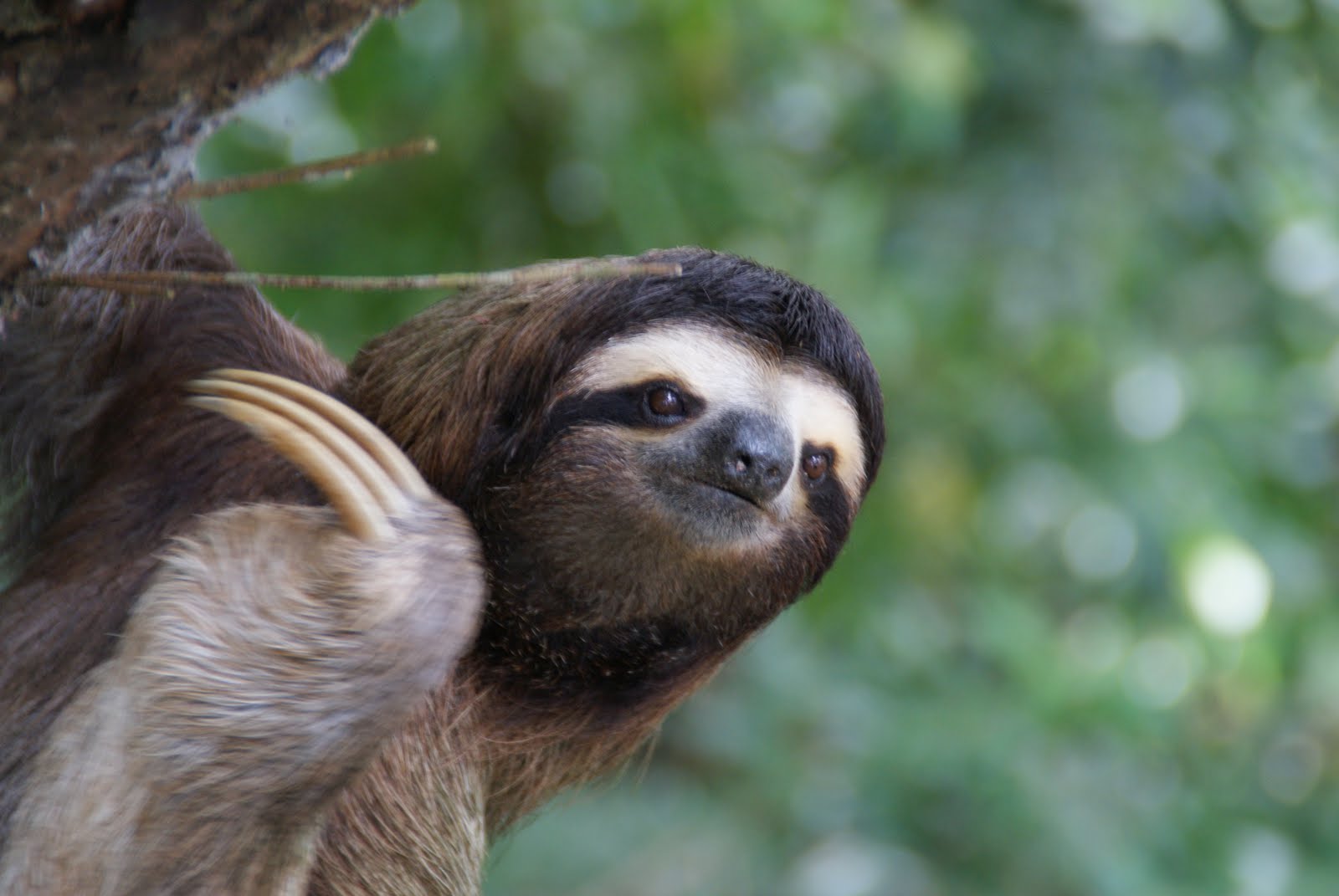 Free download toed sloth brown throated sloth HD wallpaper jpg sloth picture [1600x1071] for your Desktop, Mobile & Tablet. Explore Three Toed Sloth Wallpaper. Three Toed Sloth Wallpaper, Sloth