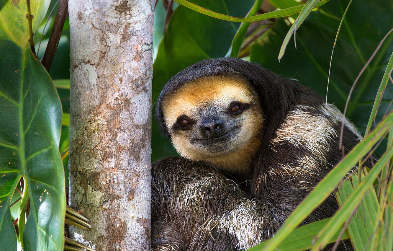 Wallpaper Nature, Three Toed Sloth, Guyana Image For Desktop, Section животные