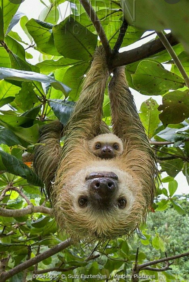 Mother and baby Sloths #cutesloth Mother and baby Sloths. Baby sloth, Cute baby sloths, Sloth stuffed animal