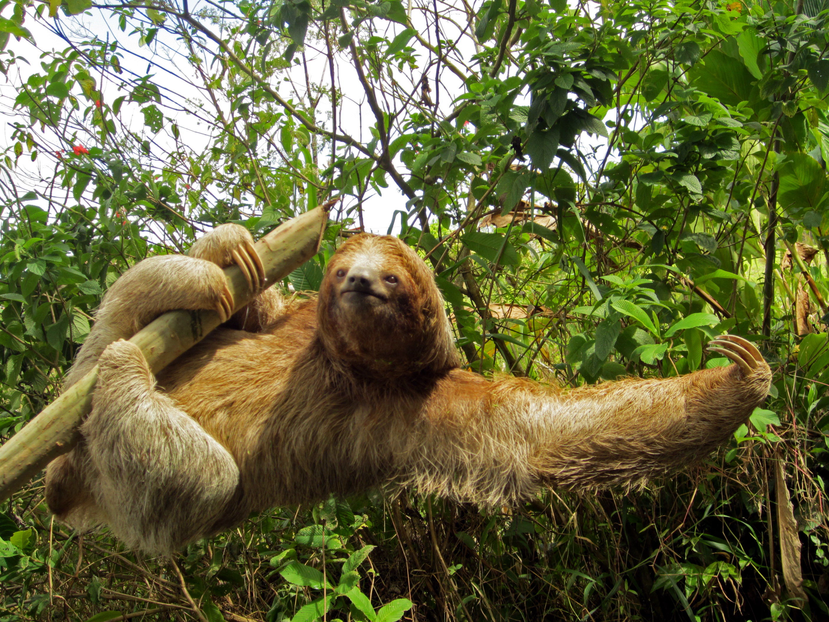 Two Toed Sloth HD Wallpaper