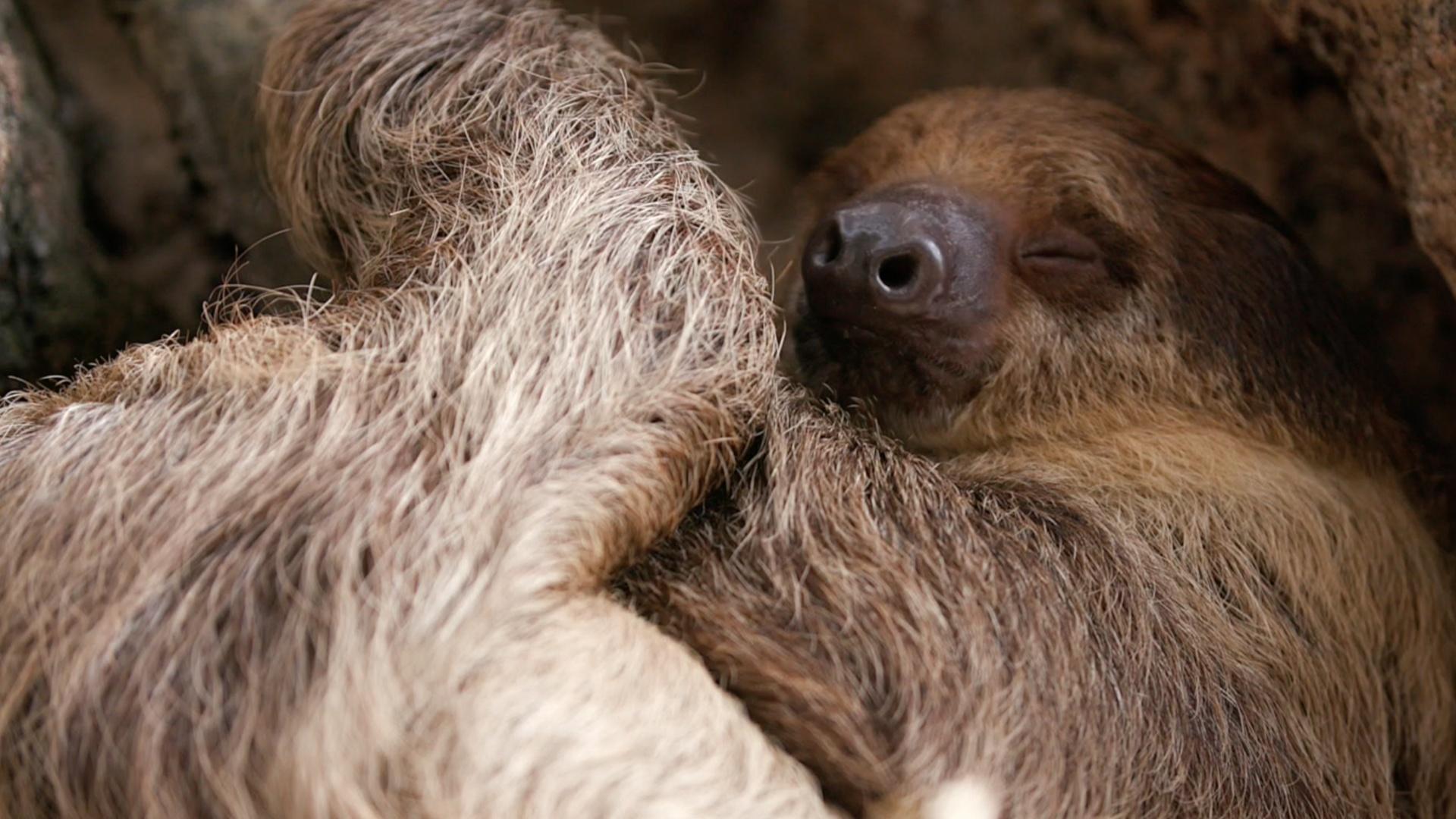 Linne's Two Toed Sloth. Paws For A Minute