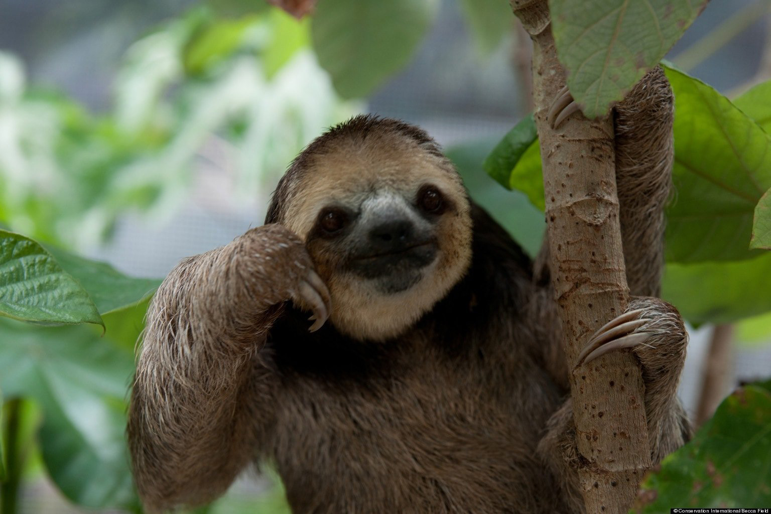 Three Toed Sloth Background Wallpaper 80563