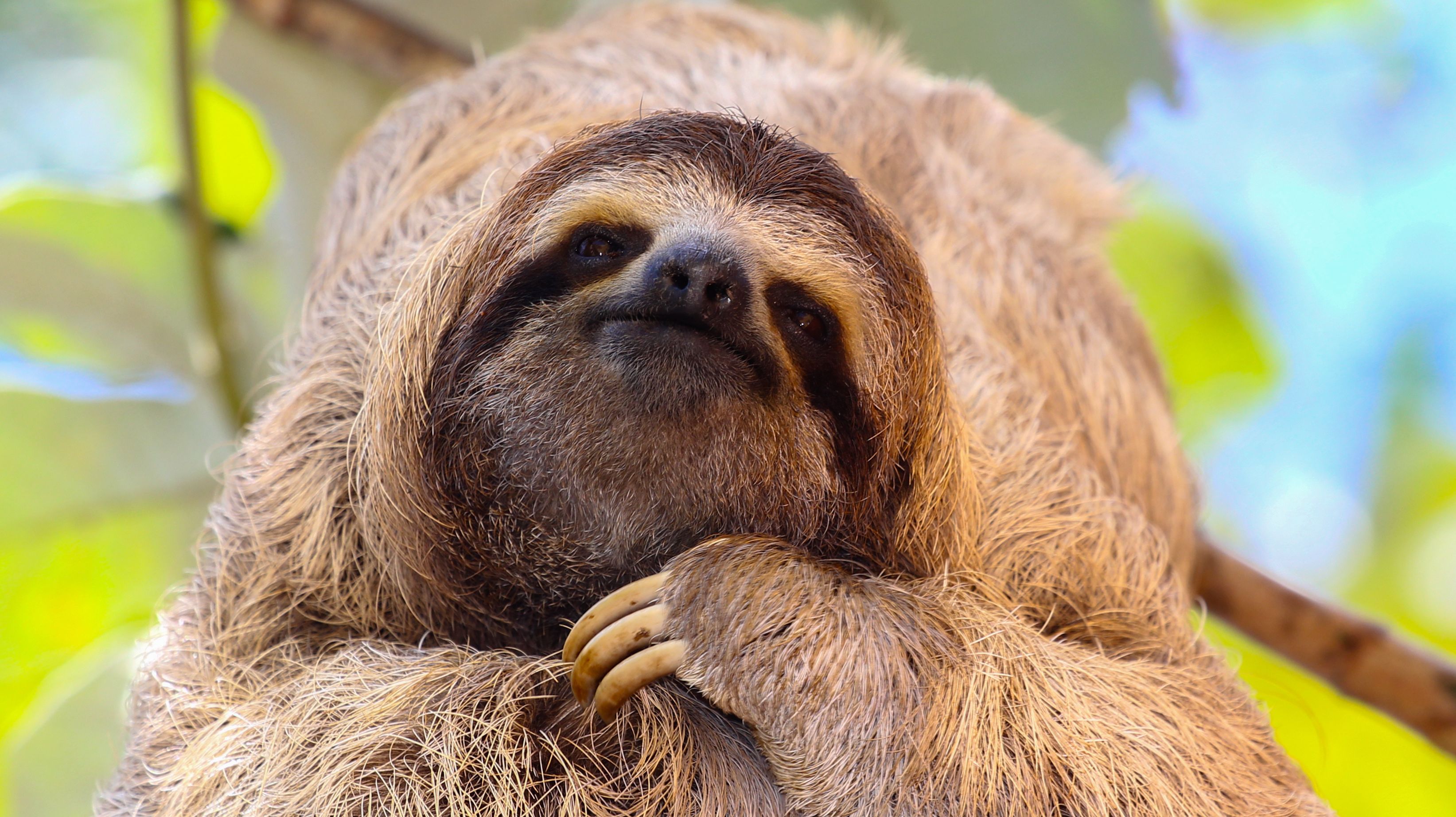 Chill Facts About Sloths