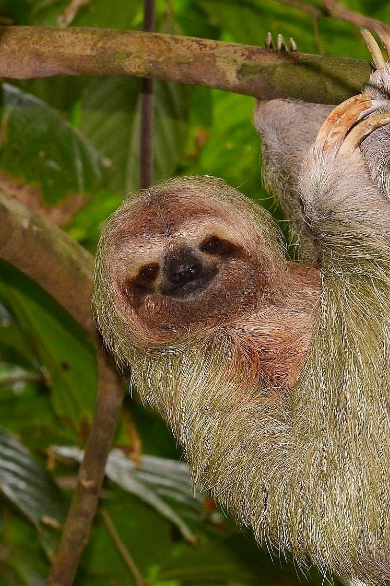 Wallpaper Sloth, Tree, Branch, Hang Toed Sloths Can Turn Their Heads Almost 360 Degrees