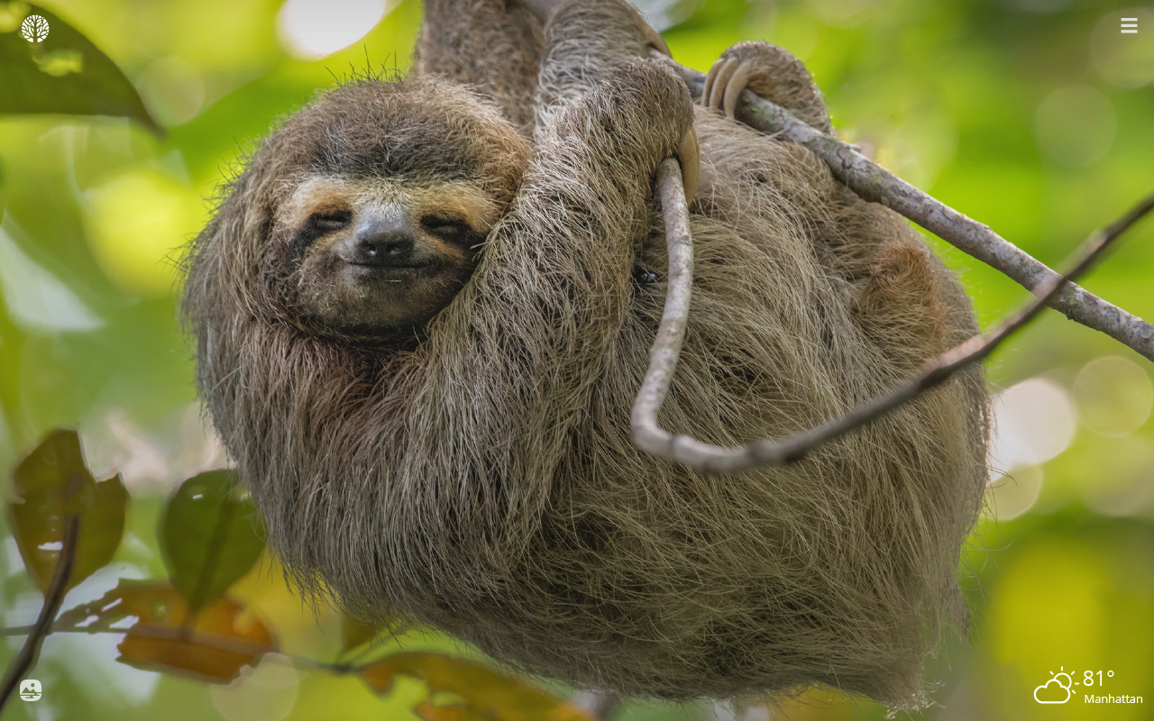 Sloth HD Wallpaper New Tab