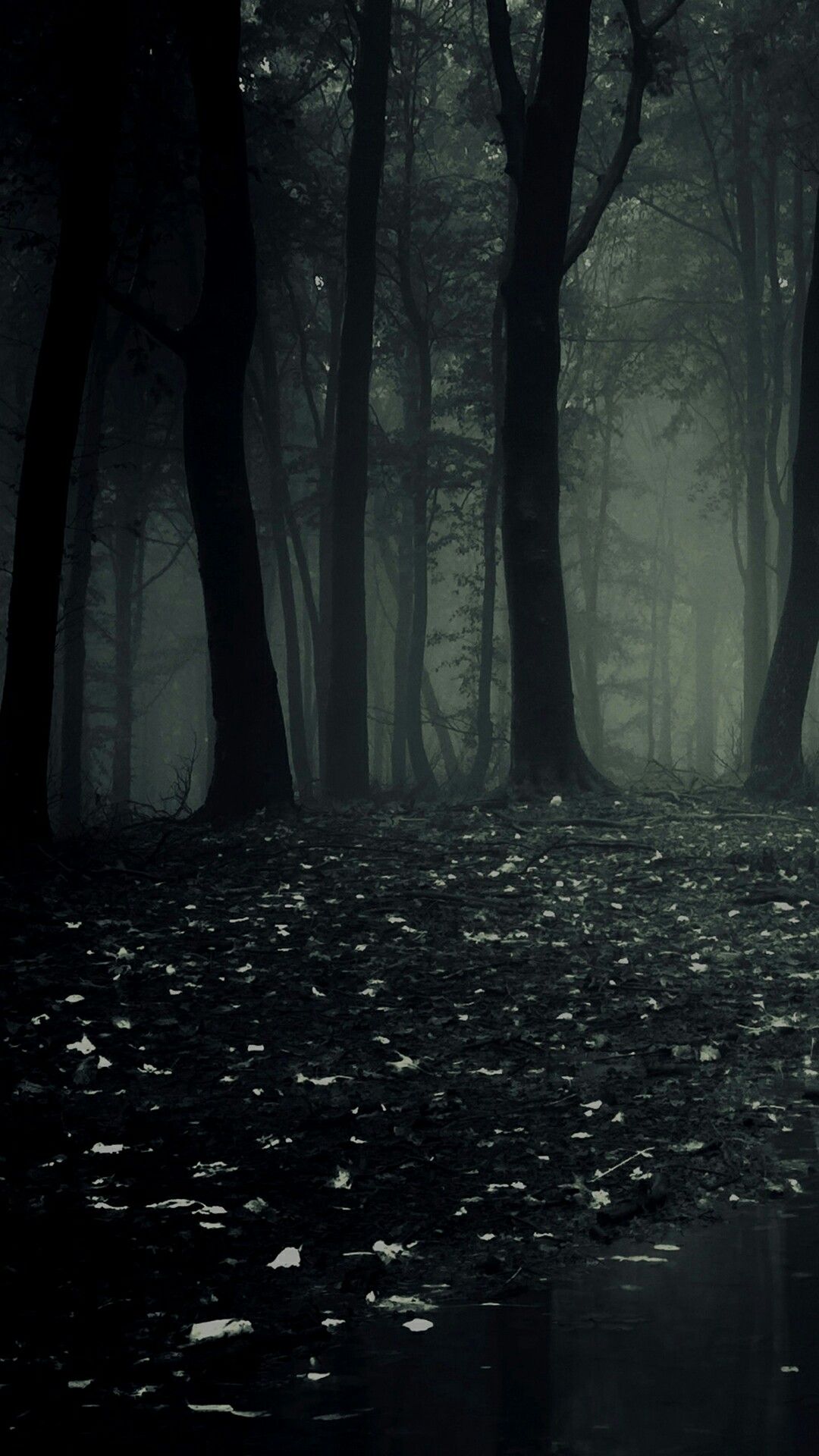 horror nature. Dark phone wallpaper, Forest wallpaper, Dark forest