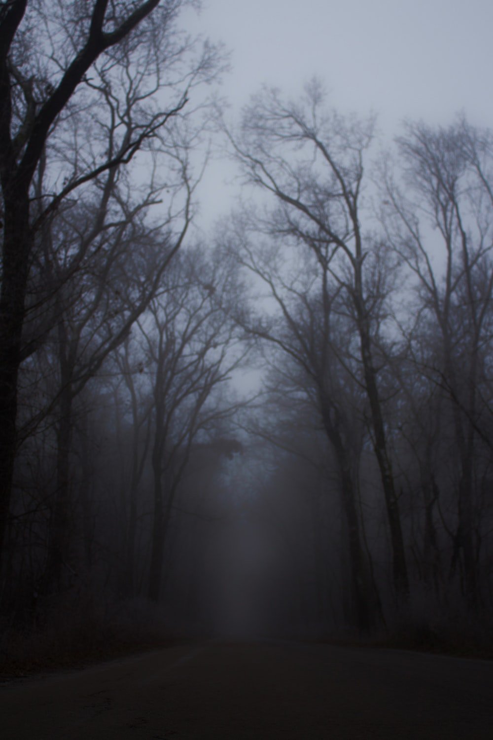 Creepy Forest Picture. Download Free Image