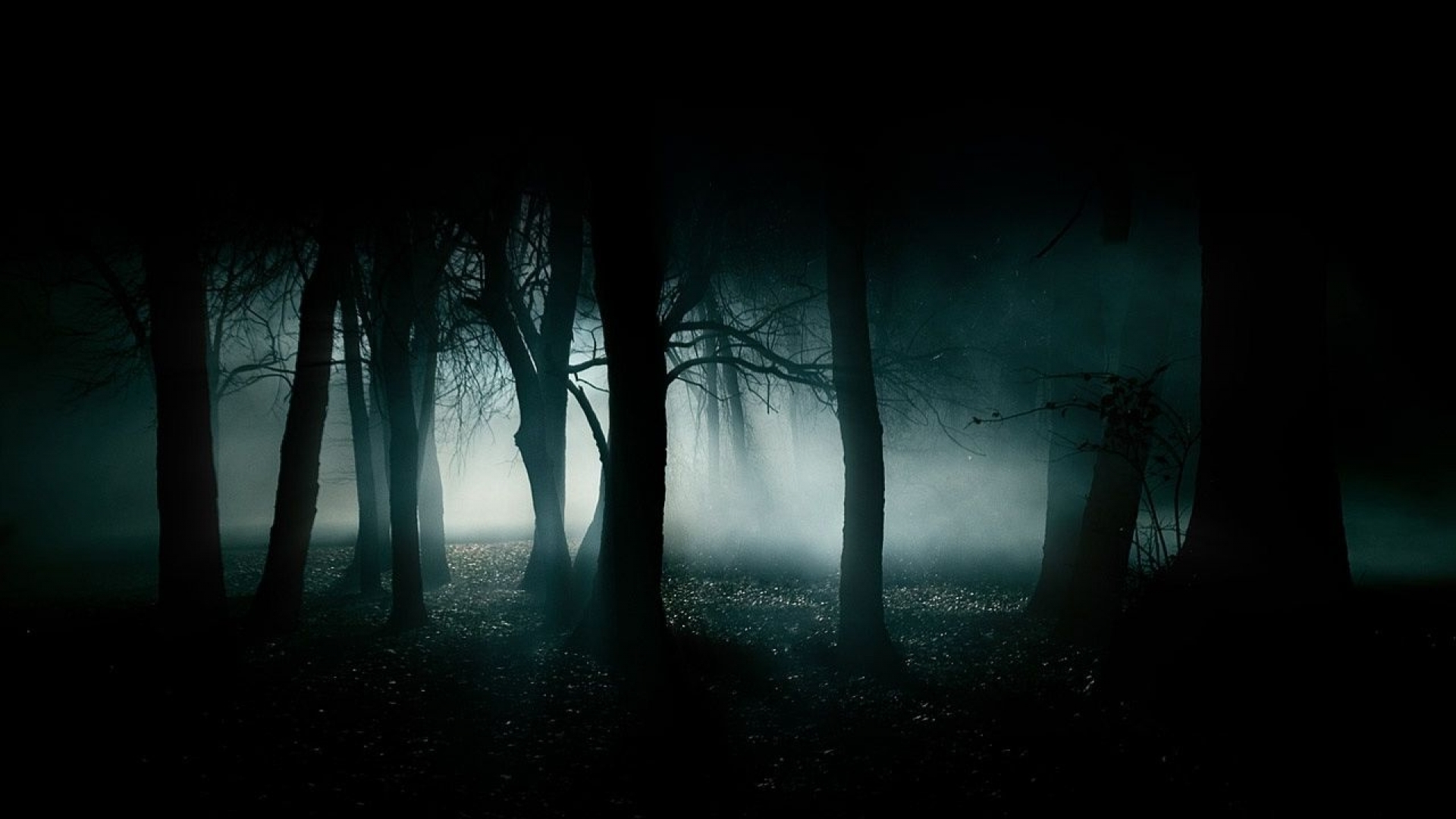Dark Creepy Forest HD Wallpaperx1080